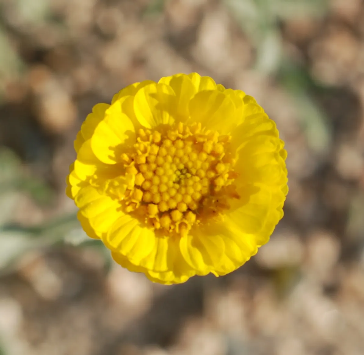 Desert Marigold (Baileya Multiradiata) — flourishing in full sunlight with minimal water