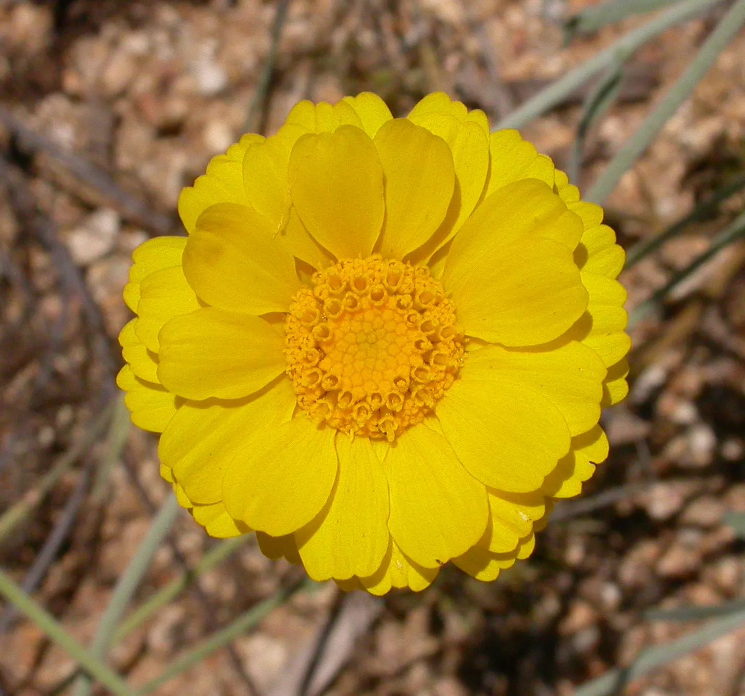 Desert Marigold (Baileya Multiradiata) — Blooms from spring to fall, adding a pop of color to arid landscapes; serving as a low-maintenance