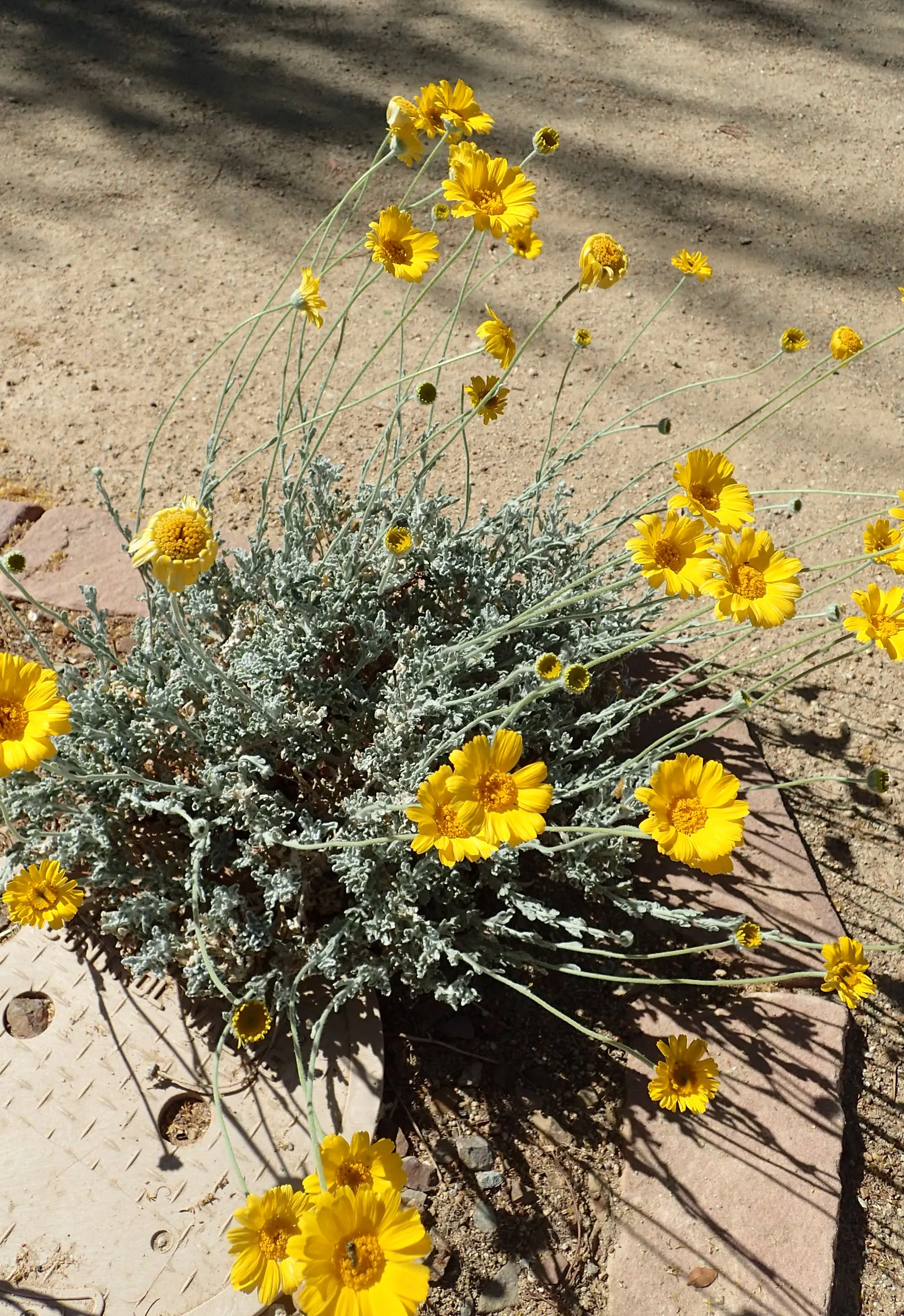 Desert Marigold (Baileya Multiradiata) — It boasts vibrant yellow composite flowers which measure roughly 2 inches across
