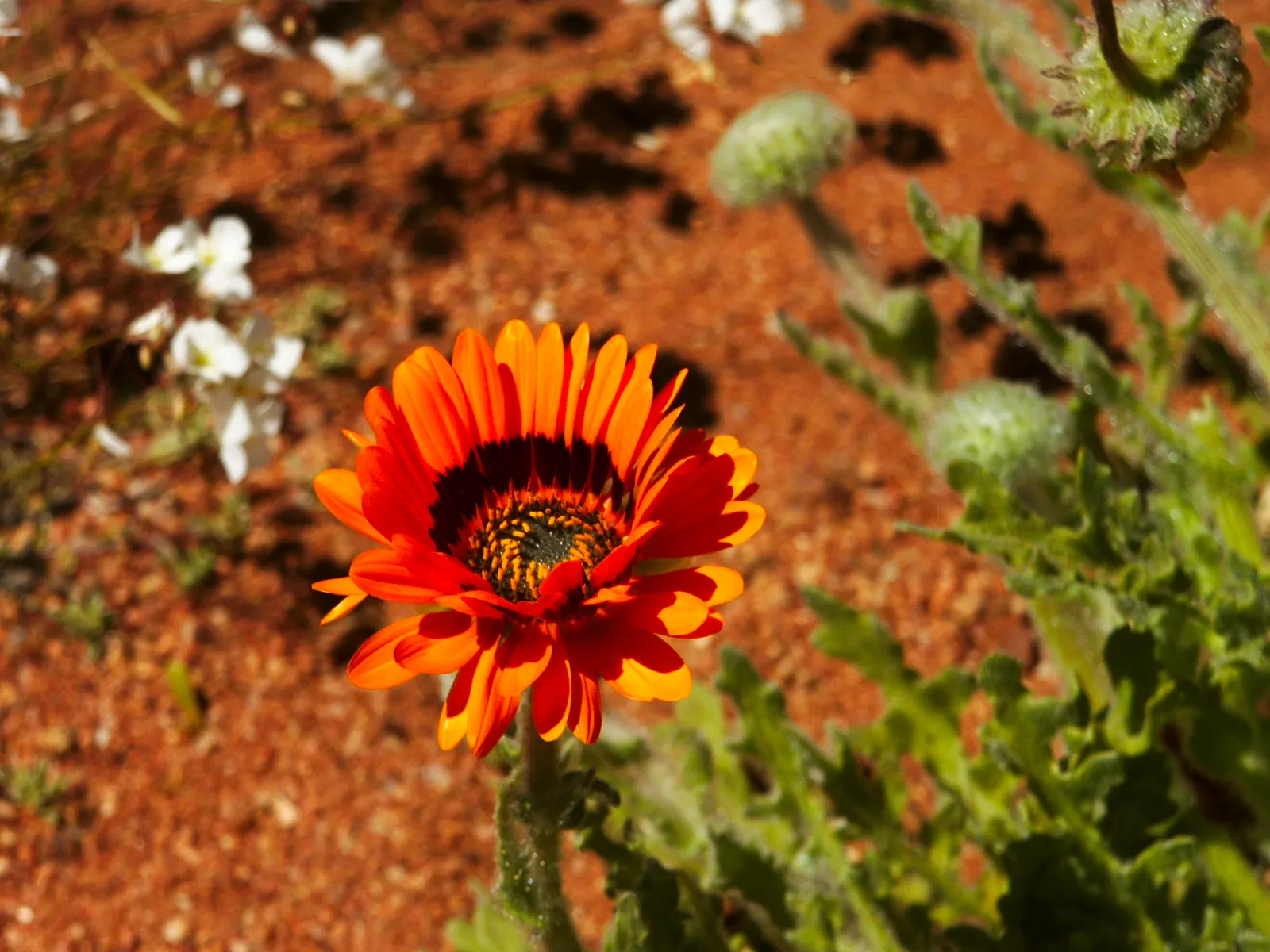 Desert Marigold (Baileya Multiradiata) — which extends from early spring through fall