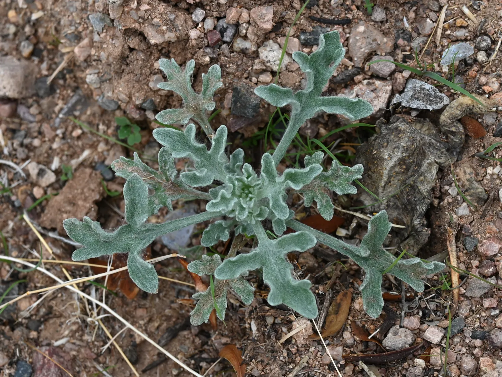 Desert Marigold (Baileya Multiradiata) — It requires minimal supplemental watering once established, embodying the epitome of a low-maintenance plant; blooms