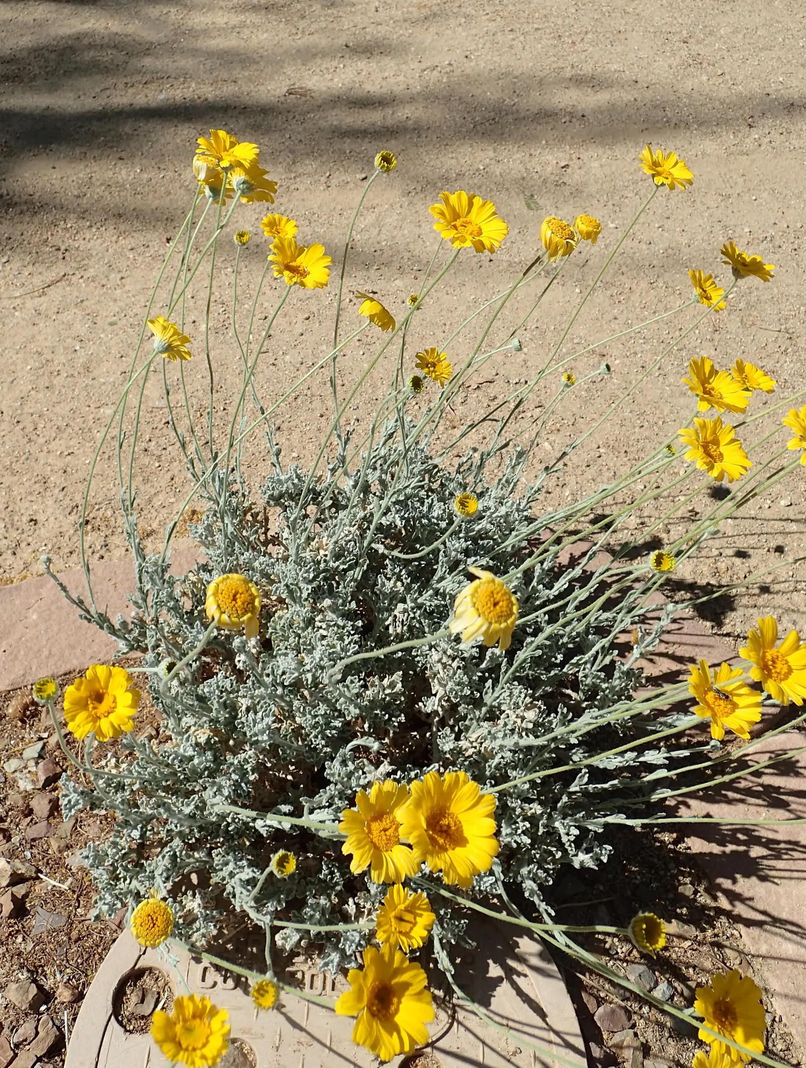 Desert Marigold (Baileya Multiradiata) — It requires minimal supplemental watering once established, embodying the epitome of a low-maintenance, image 69
