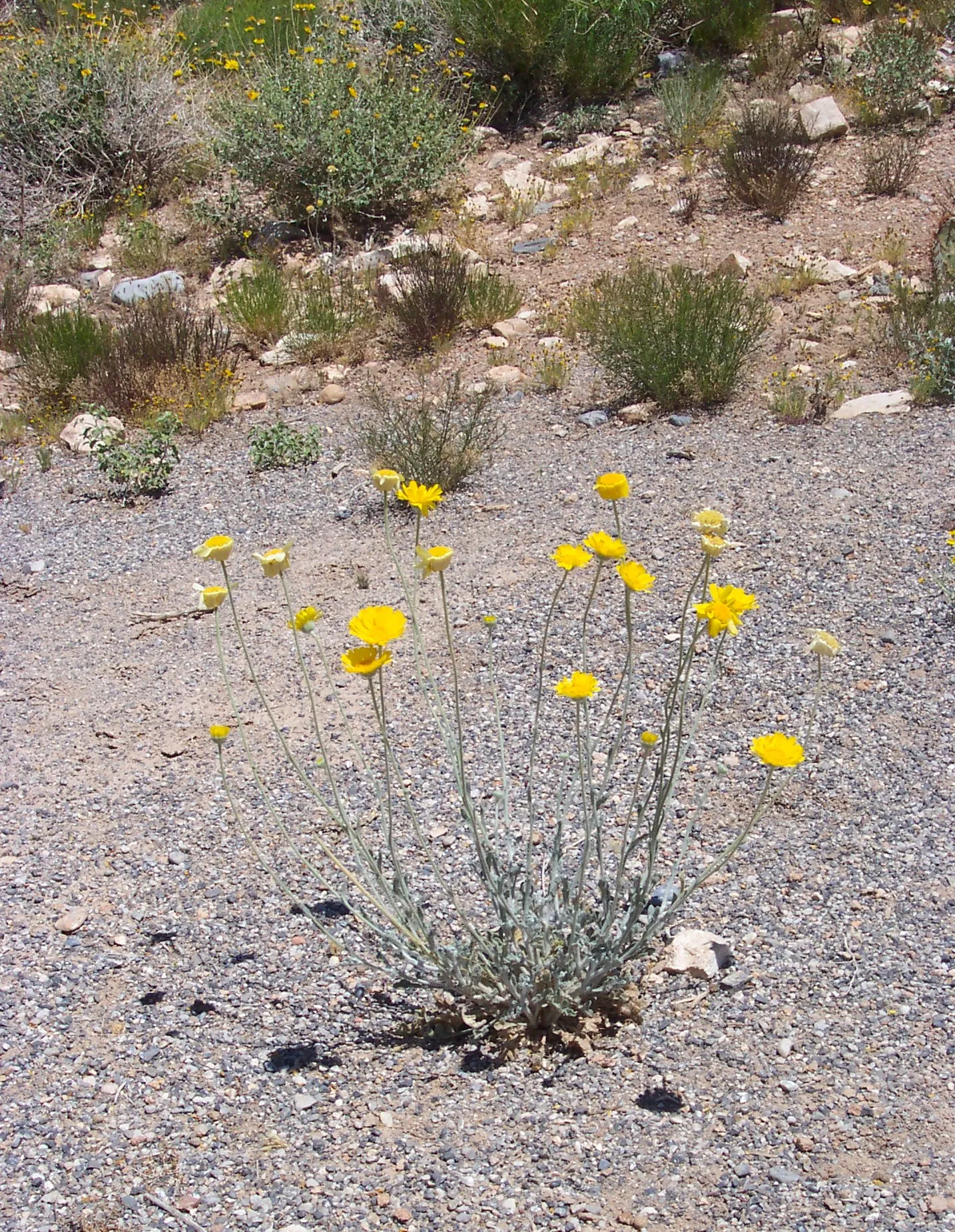 Desert Marigold (Baileya Multiradiata) — it stands at a modest height of 12-18 inches with a similar spread; perennial for full, image 54