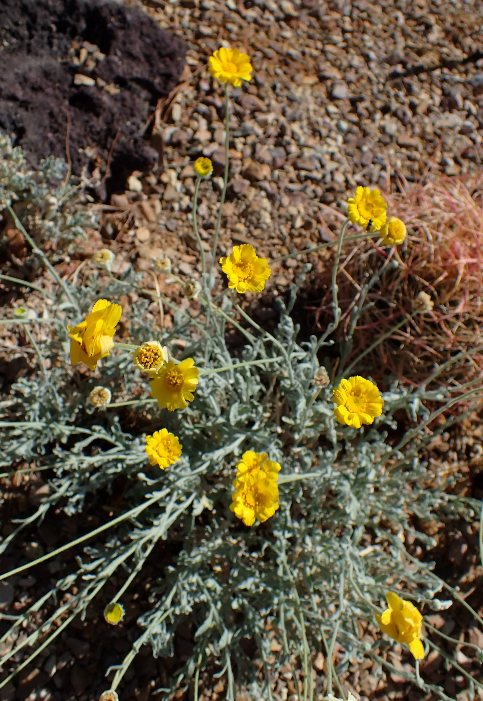 Desert Marigold (Baileya Multiradiata) — Blooms from spring to fall, adding a pop of color to arid landscapes