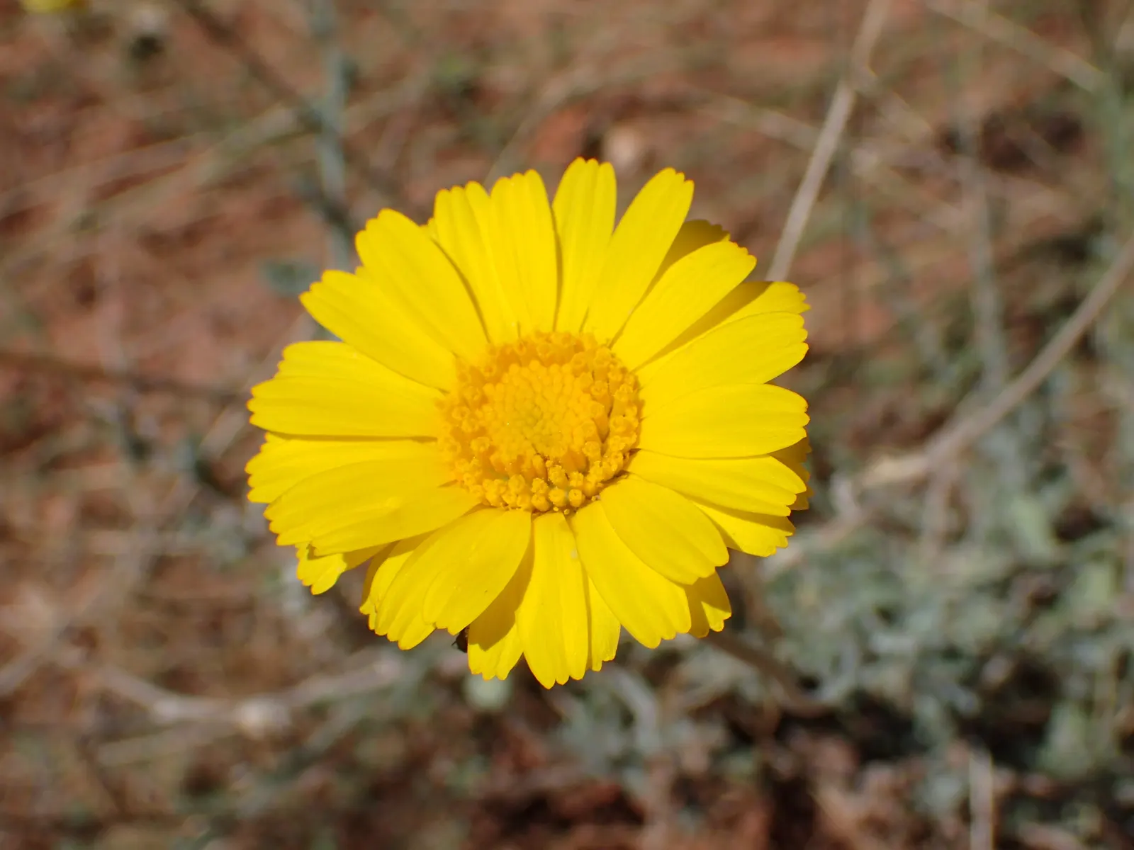 Desert Marigold (Baileya Multiradiata) — giving them a silvery appearance; flourishing in full sunlight with minimal water, image 65