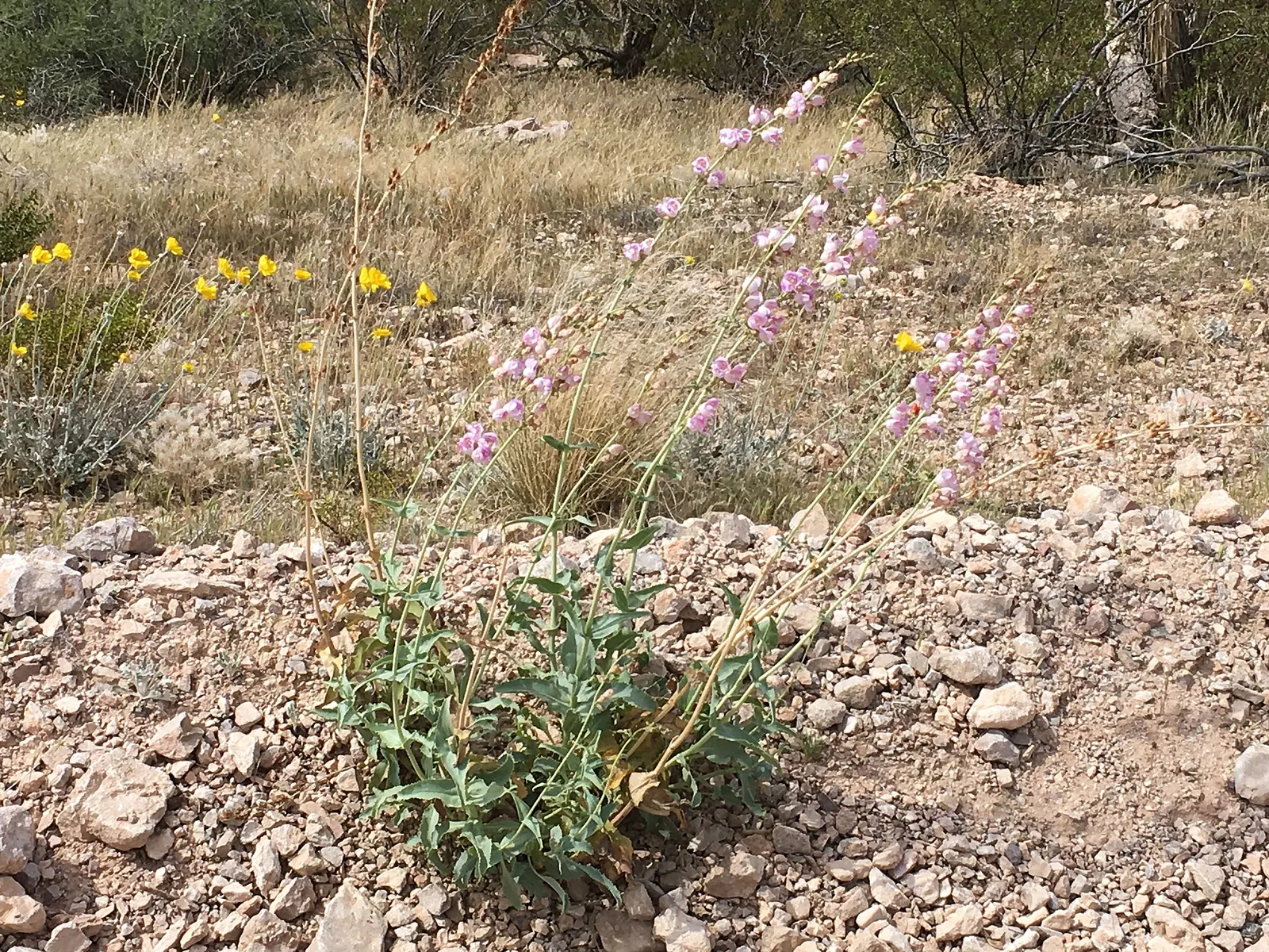 Desert Marigold (Baileya Multiradiata) — thus conserving water.<br><br>Well-drained soil is crucial for the Desert Marigold; this adaptations help, image 67