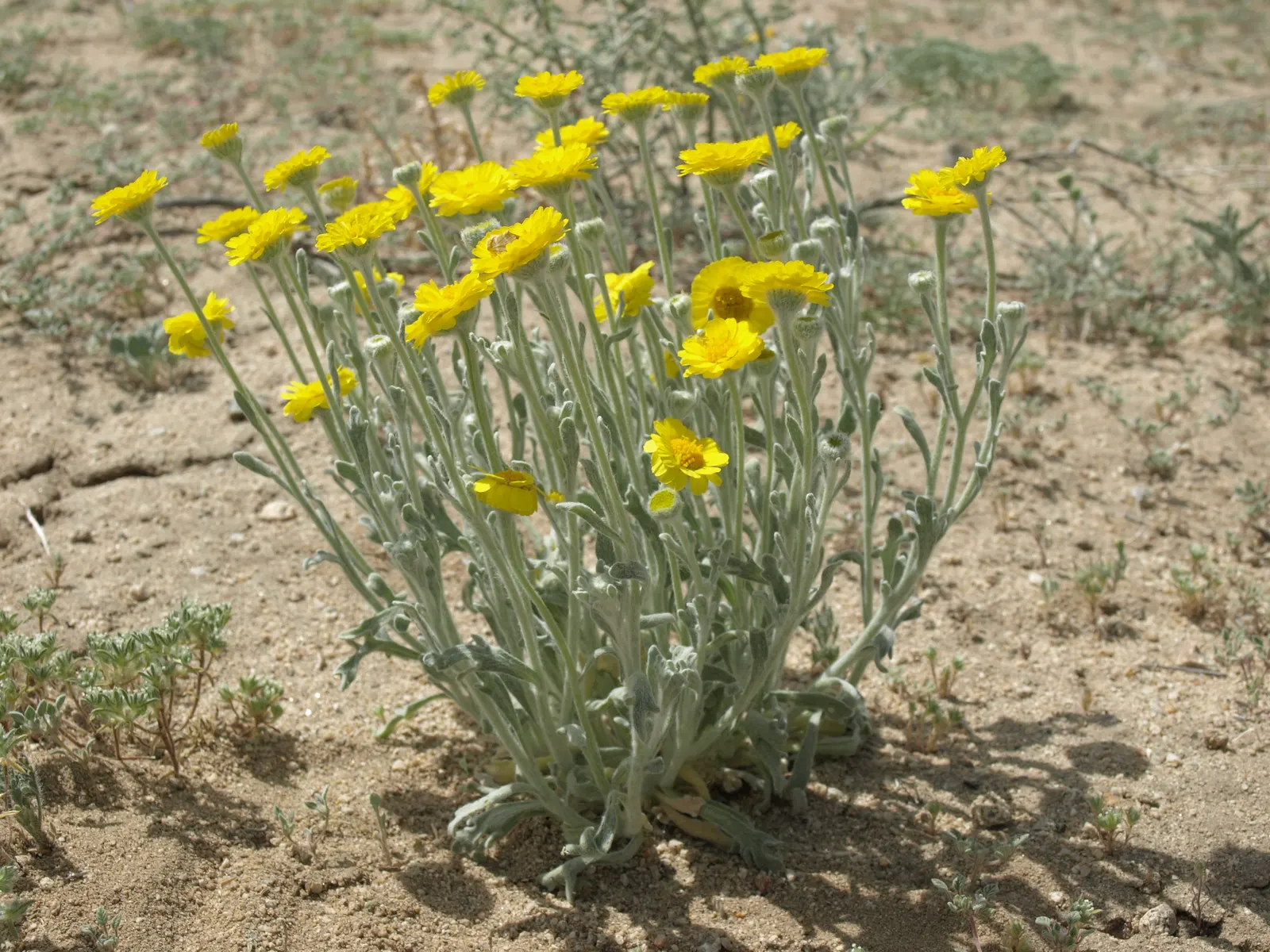 Desert Marigold (Baileya Multiradiata) — as it is intolerant of waterlogged conditions; gold and yellow flowers in the garden