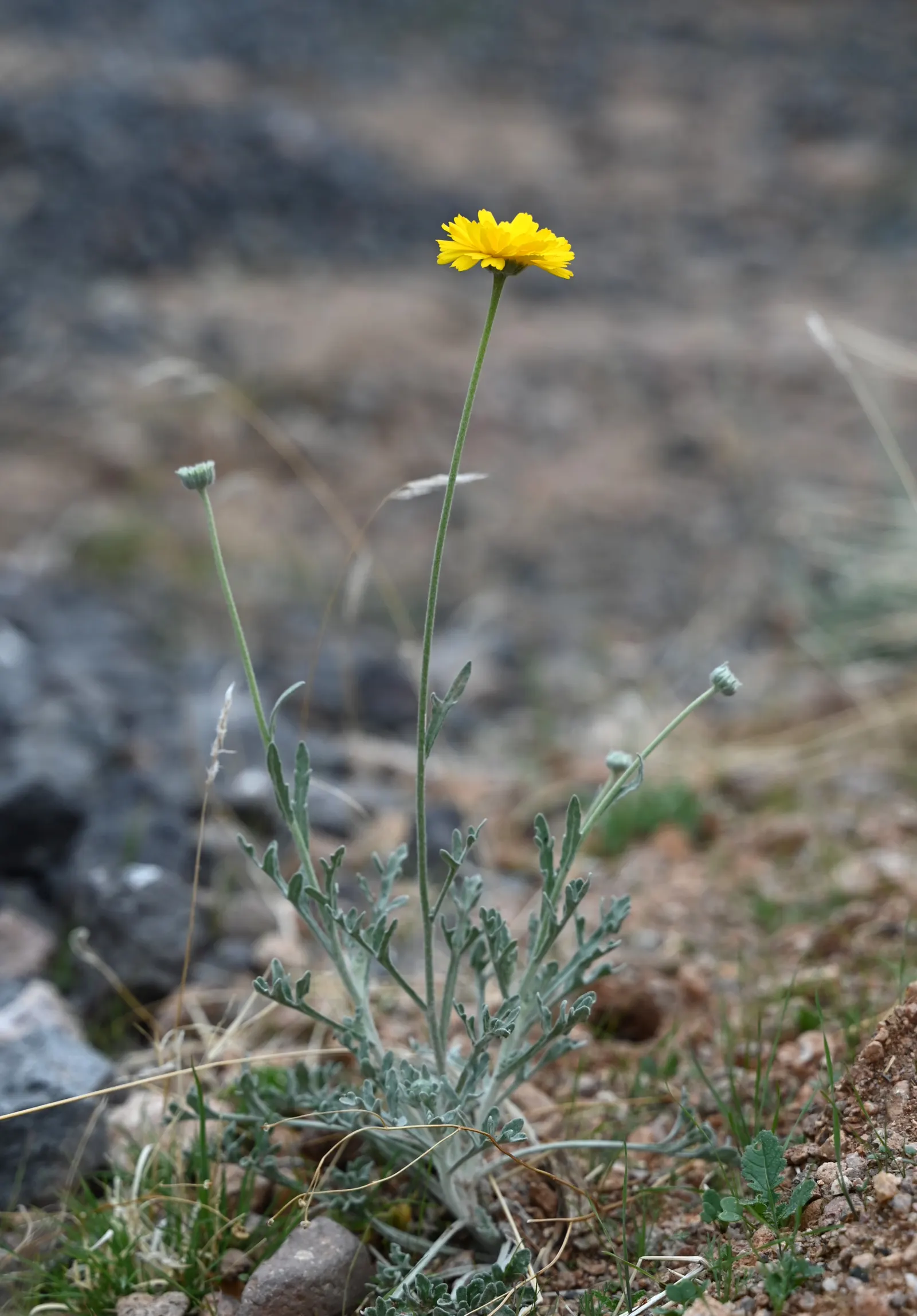 Desert Marigold (Baileya Multiradiata) — Desert Marigold (Baileya multiradiata) is a drought-tolerant perennial