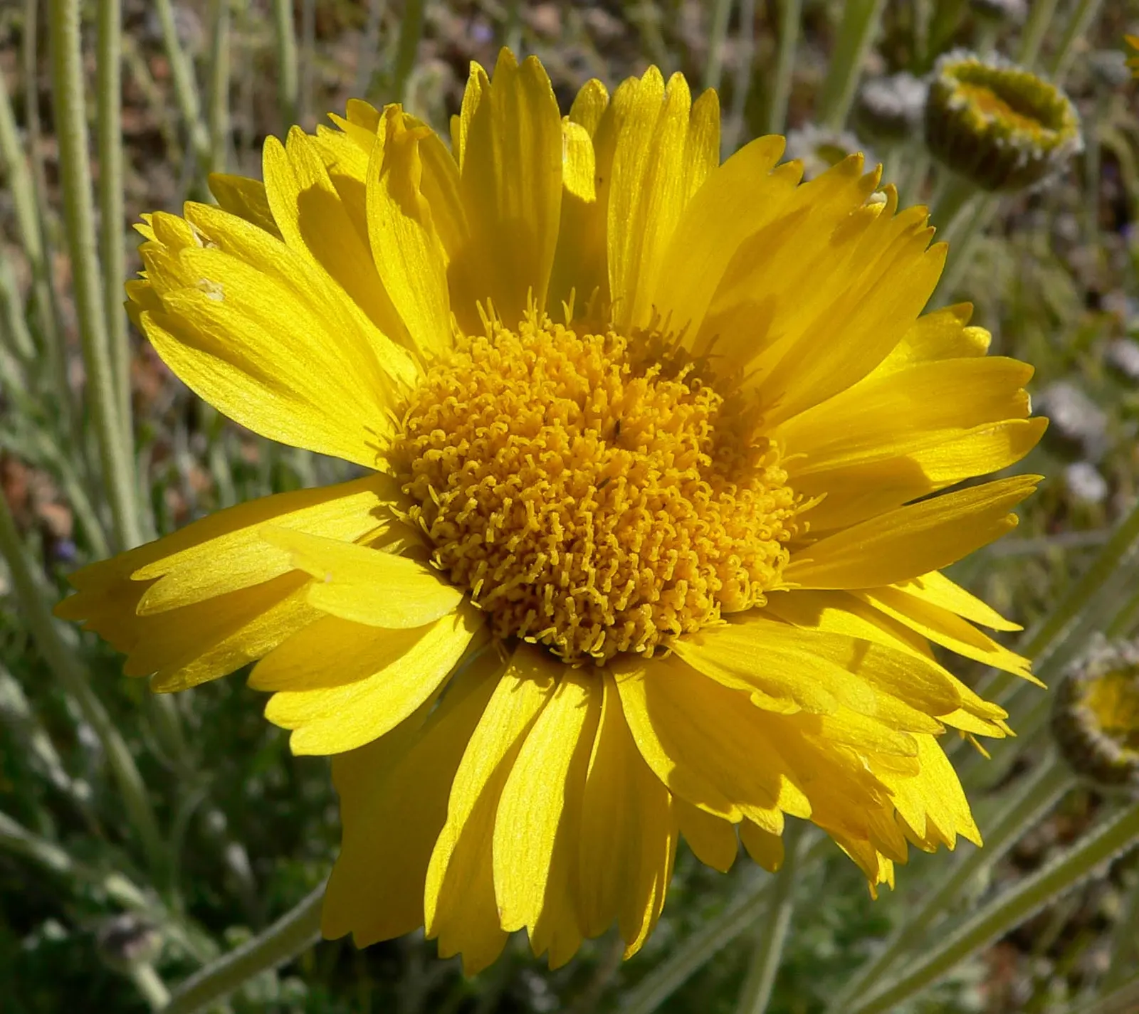 Desert Marigold (Baileya Multiradiata) — bright accent in any xeriscape; recognizable by its vibrant yellow, image 58