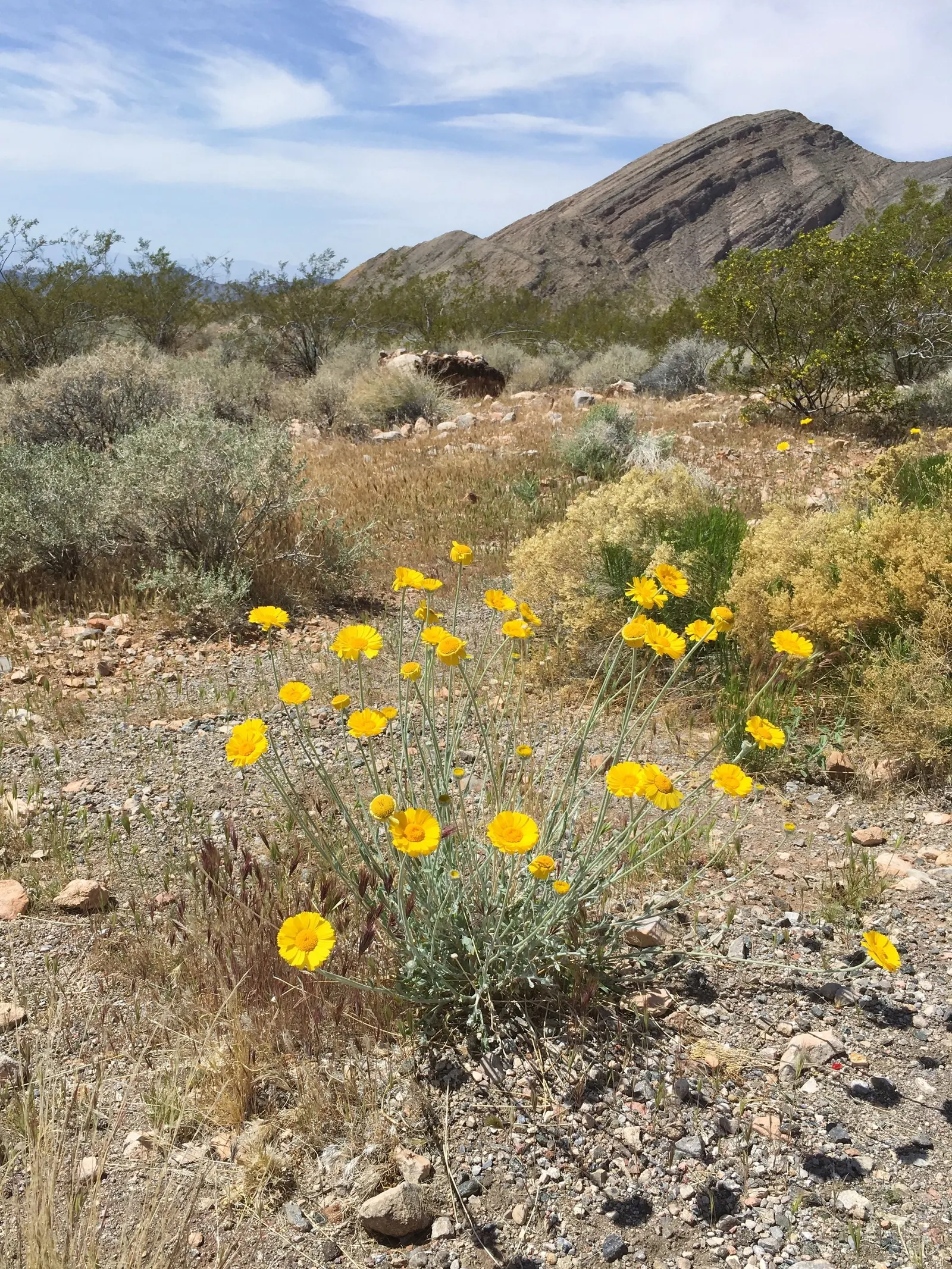 Desert Marigold (Baileya Multiradiata) — which extends from early spring through fall; it requires minimal supplemental watering once established, embodying