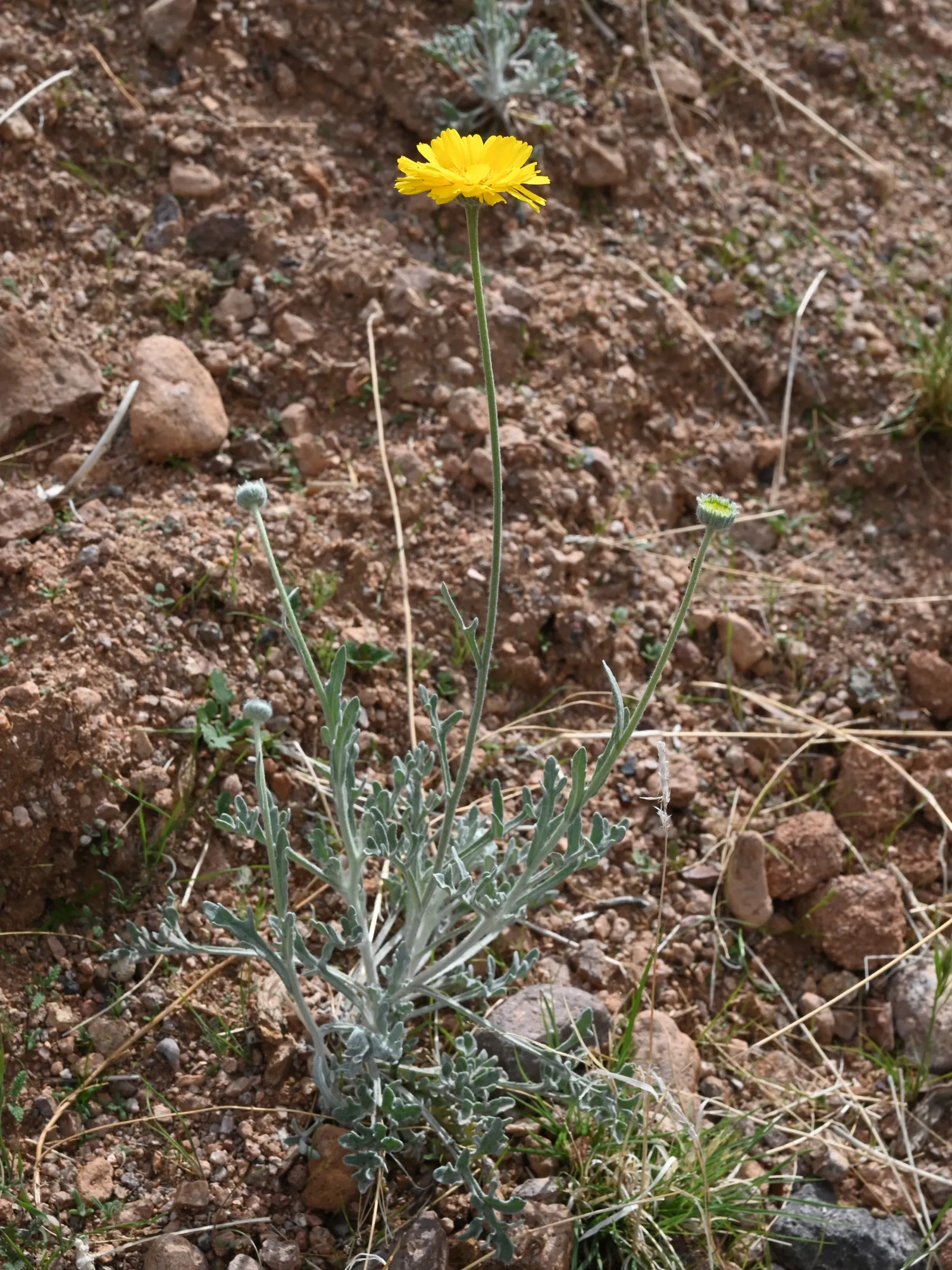 Desert Marigold (Baileya Multiradiata) — is a perennial wildflower endemic to the arid deserts of the southwestern United States and northern Mexico; thus