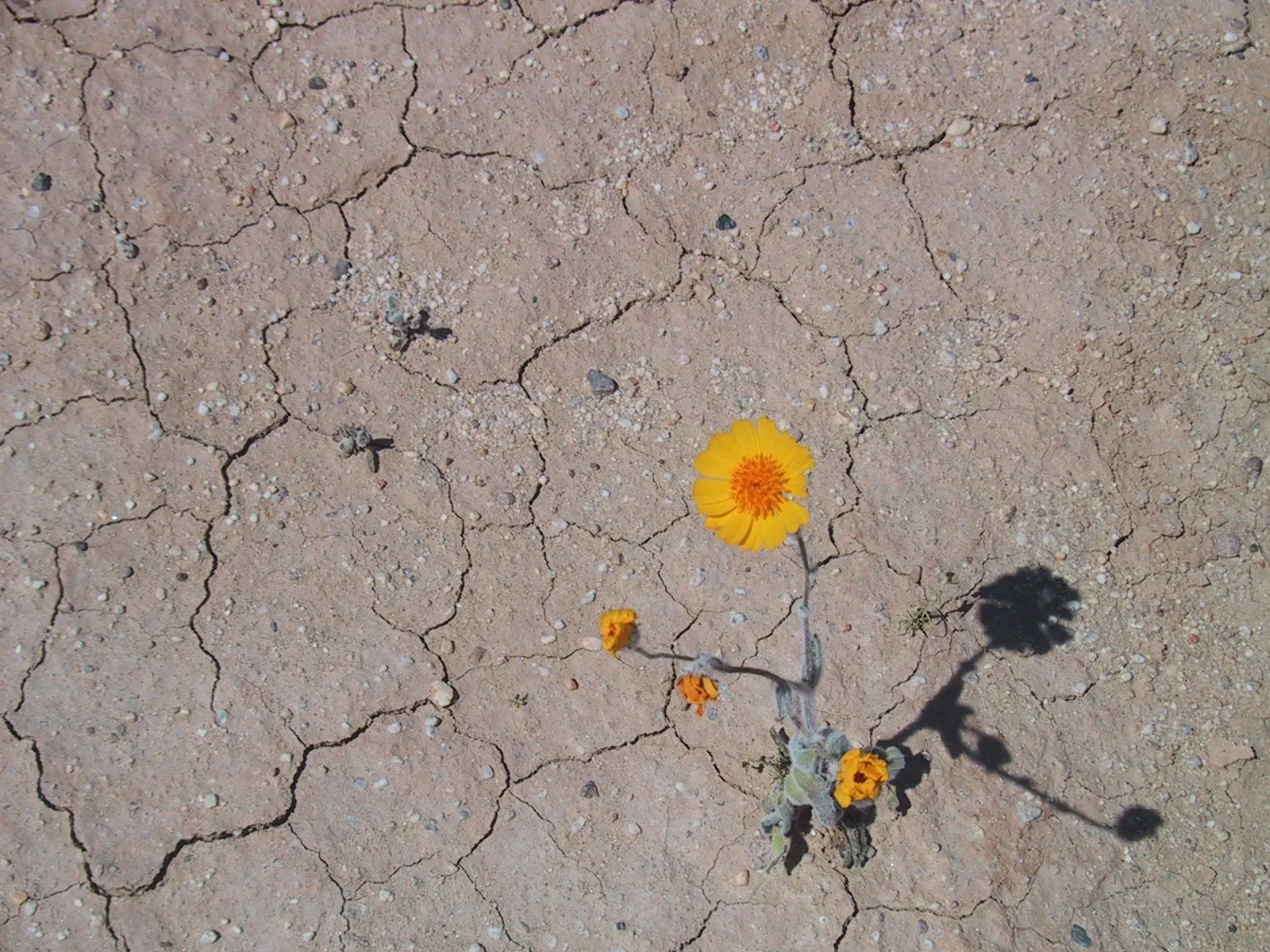 Desert Marigold (Baileya Multiradiata) — is a perennial wildflower endemic to the arid deserts of the southwestern United States and northern, image 60