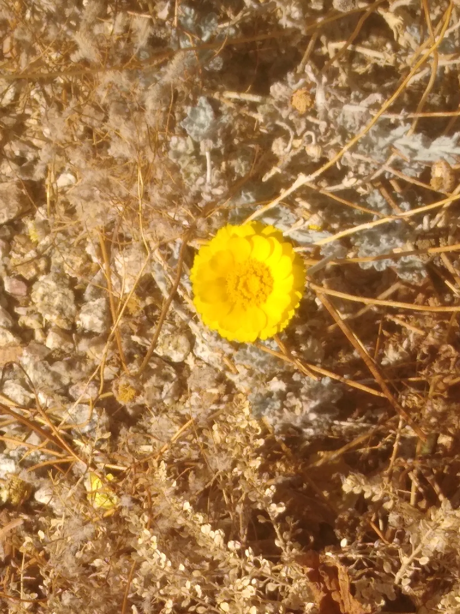 Desert Marigold (Baileya Multiradiata) — Desert Marigold (Baileya multiradiata) is a drought-tolerant perennial; it stands at a modest height of, image 51