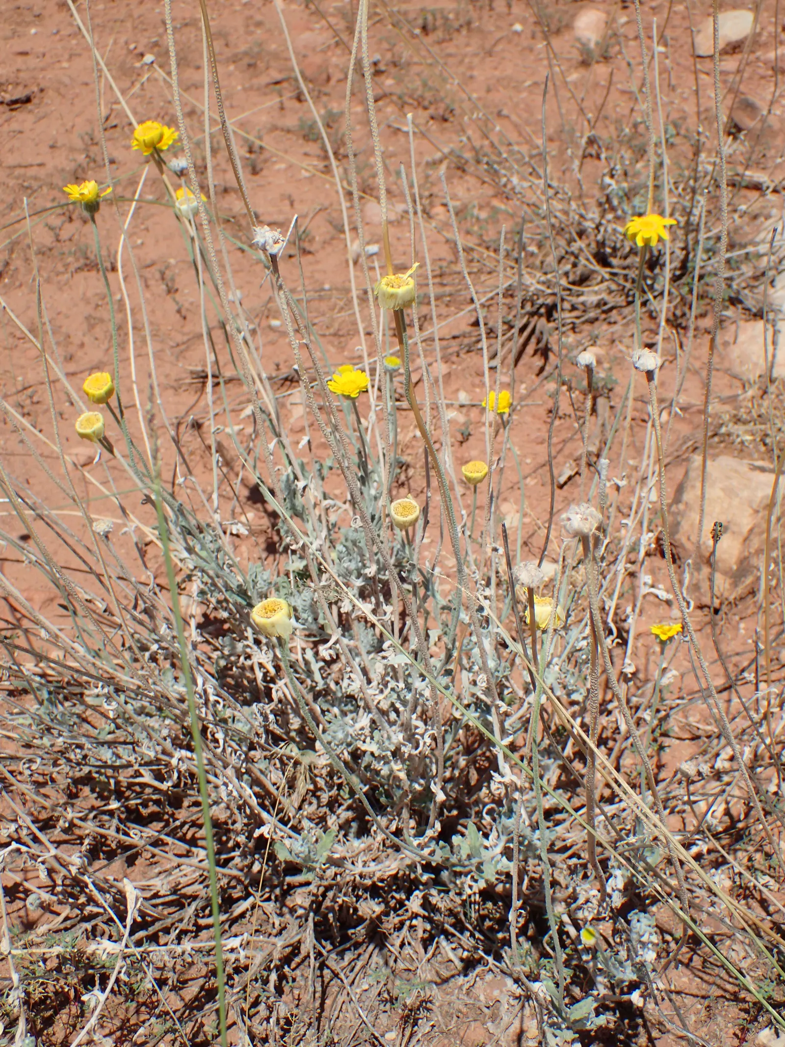 Desert Marigold (Baileya Multiradiata) — Prefers well-draining soils and thrives in USDA zones 5-10