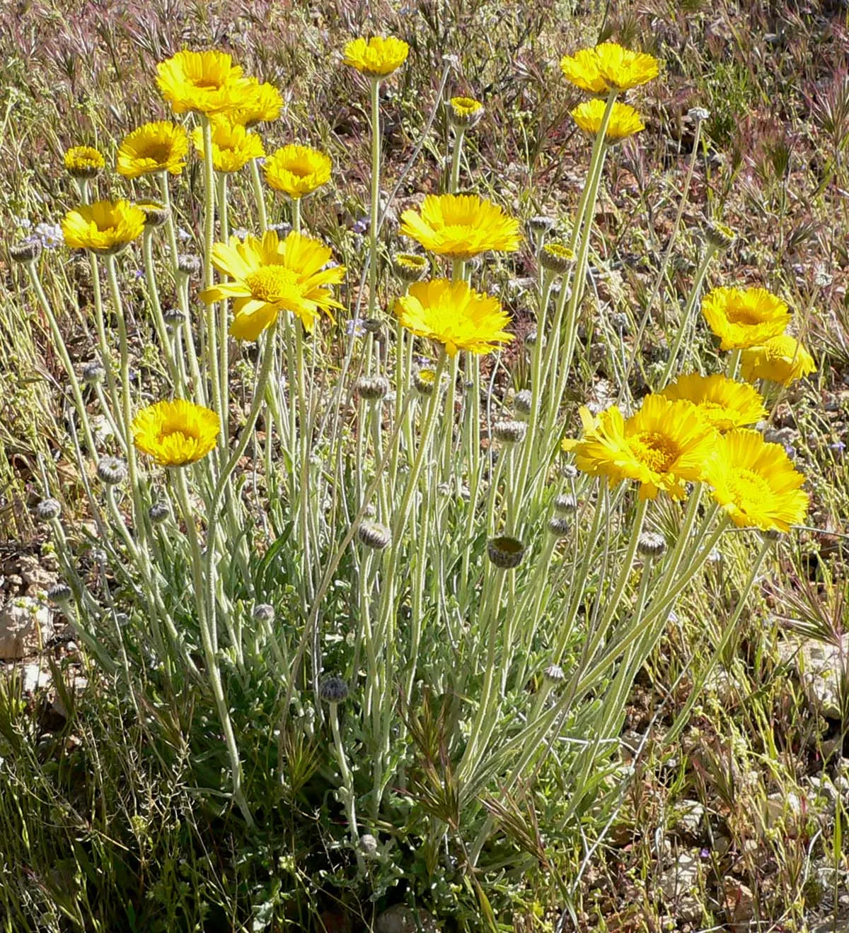 Desert Marigold (Baileya Multiradiata) — the Desert Marigold typically grows to about 12 to 18 inches tall and wide; prefers well-draining soils, image 62