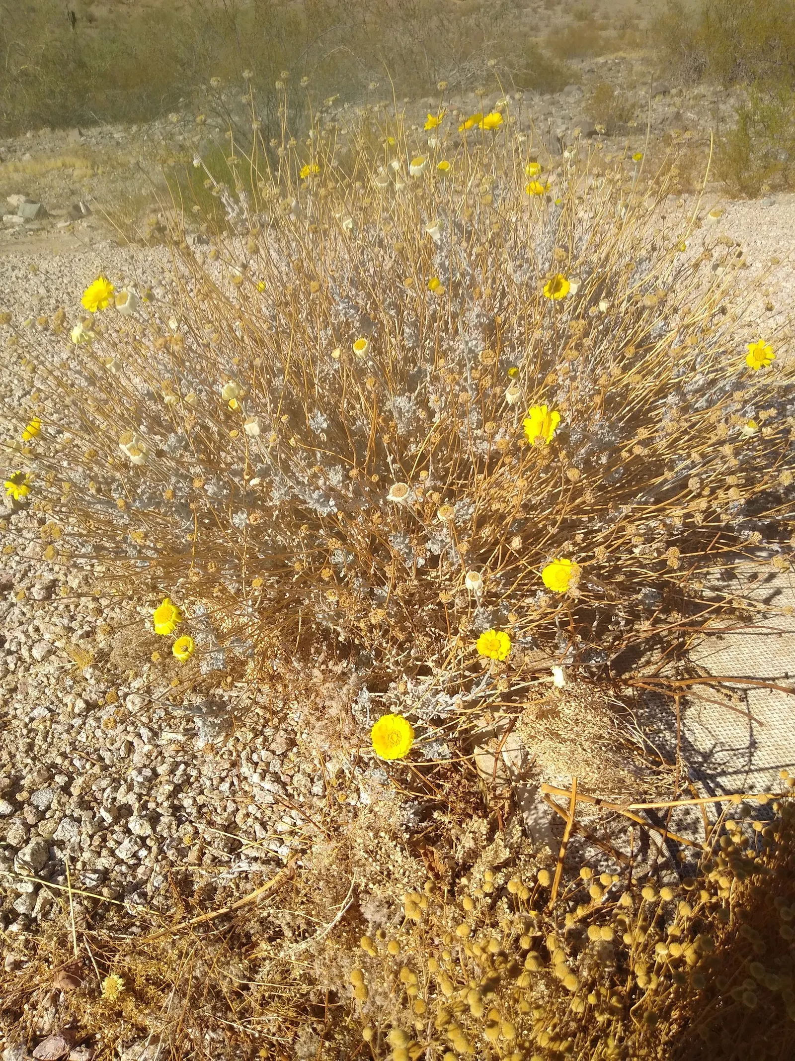 Desert Marigold (Baileya Multiradiata) — make it a stellar addition for clients seeking a resilient and long-lasting splash of color in their landscape; desert
