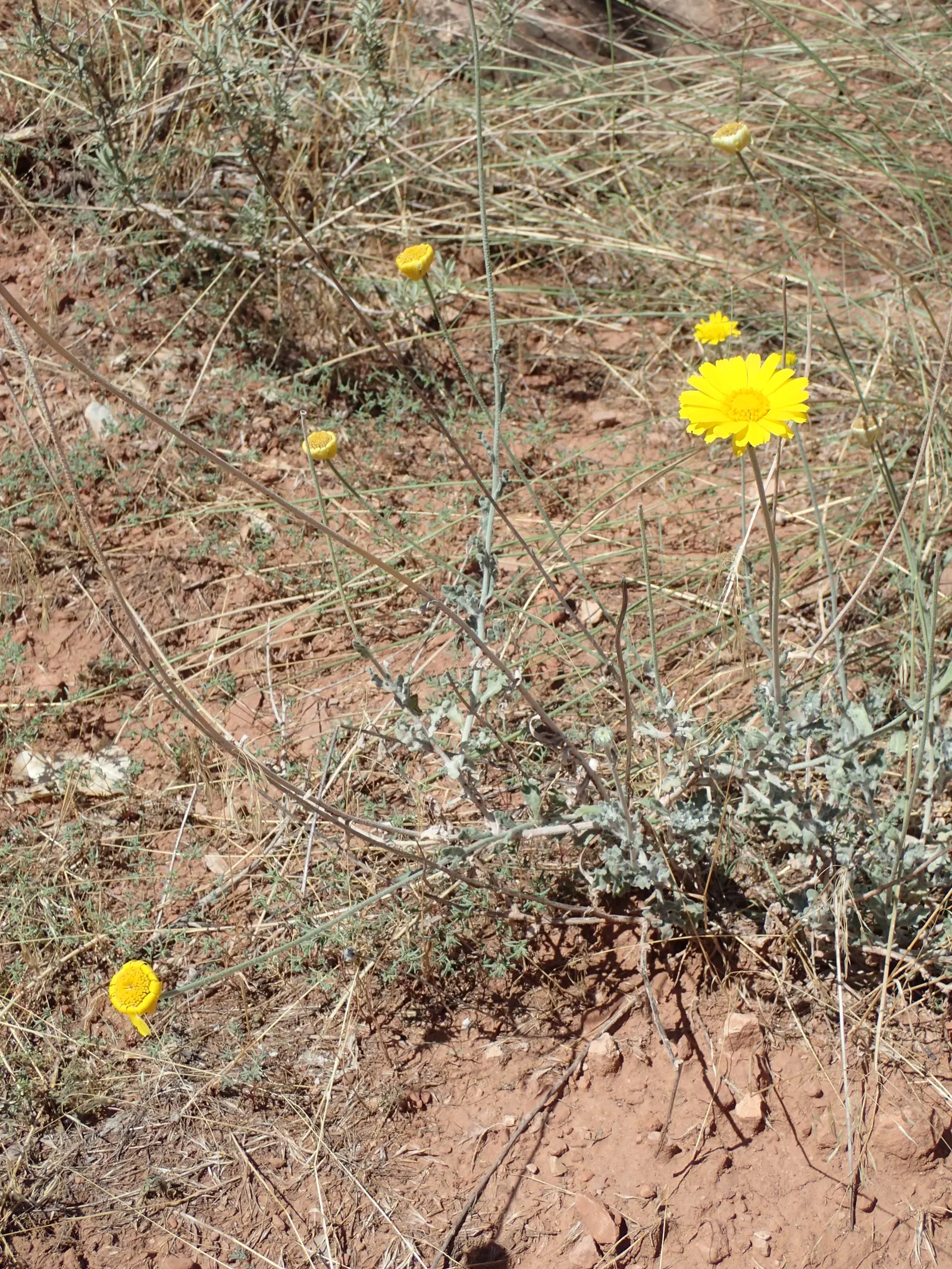 Desert Marigold (Baileya Multiradiata) — perennial for full; make it a stellar addition for clients seeking a resilient and long-lasting splash of color in