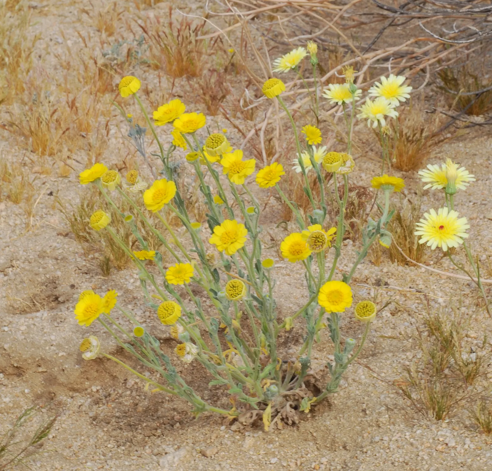 Desert Marigold (Baileya Multiradiata) — make it a stellar addition for clients seeking a resilient and long-lasting splash of color in their landscape