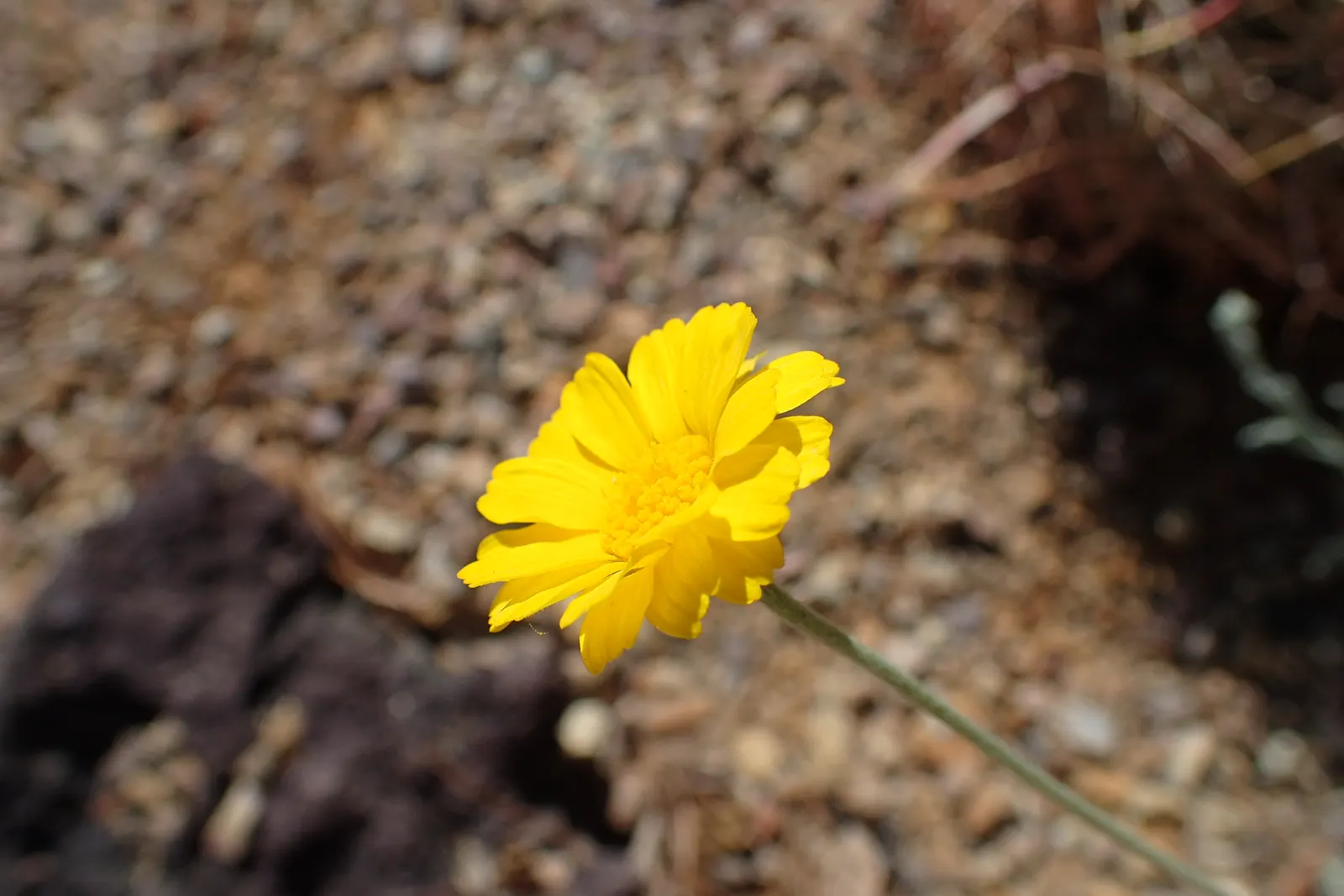 Desert Marigold (Baileya Multiradiata) — more formally known as Baileya multiradiata; is a perennial wildflower endemic to the arid deserts of the southwestern