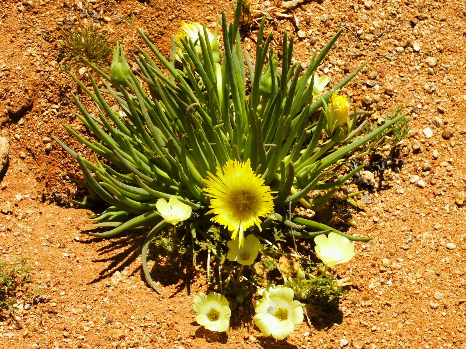 Desert Marigold (Baileya Multiradiata) — Recognizable by its vibrant yellow