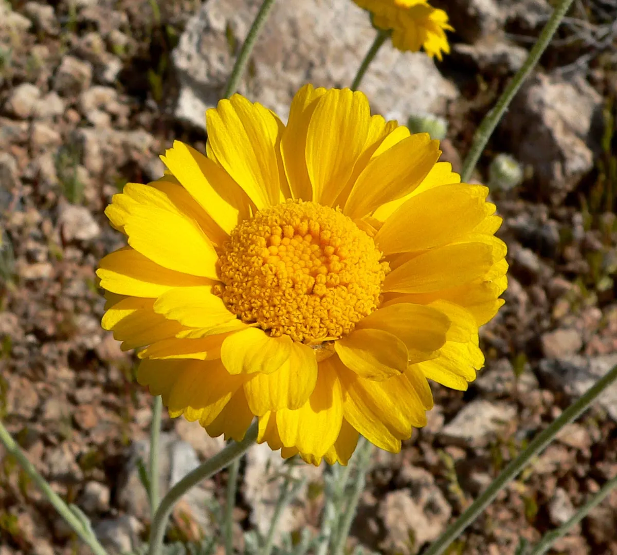 Desert Marigold (Baileya Multiradiata) — flourishing in full sunlight with minimal water; this hardy plant thrives in USDA hardiness zones 5, image 52