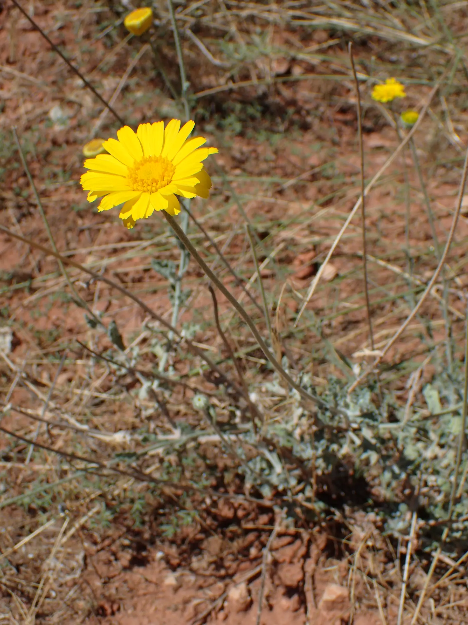 Desert Marigold (Baileya Multiradiata) — Blooms from spring to fall, adding a pop of color to arid landscapes; serving as a low-maintenance, image 55