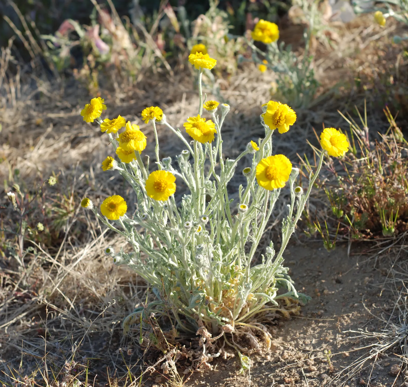 Desert Marigold (Baileya Multiradiata) — This adaptations help to reflect solar radiation