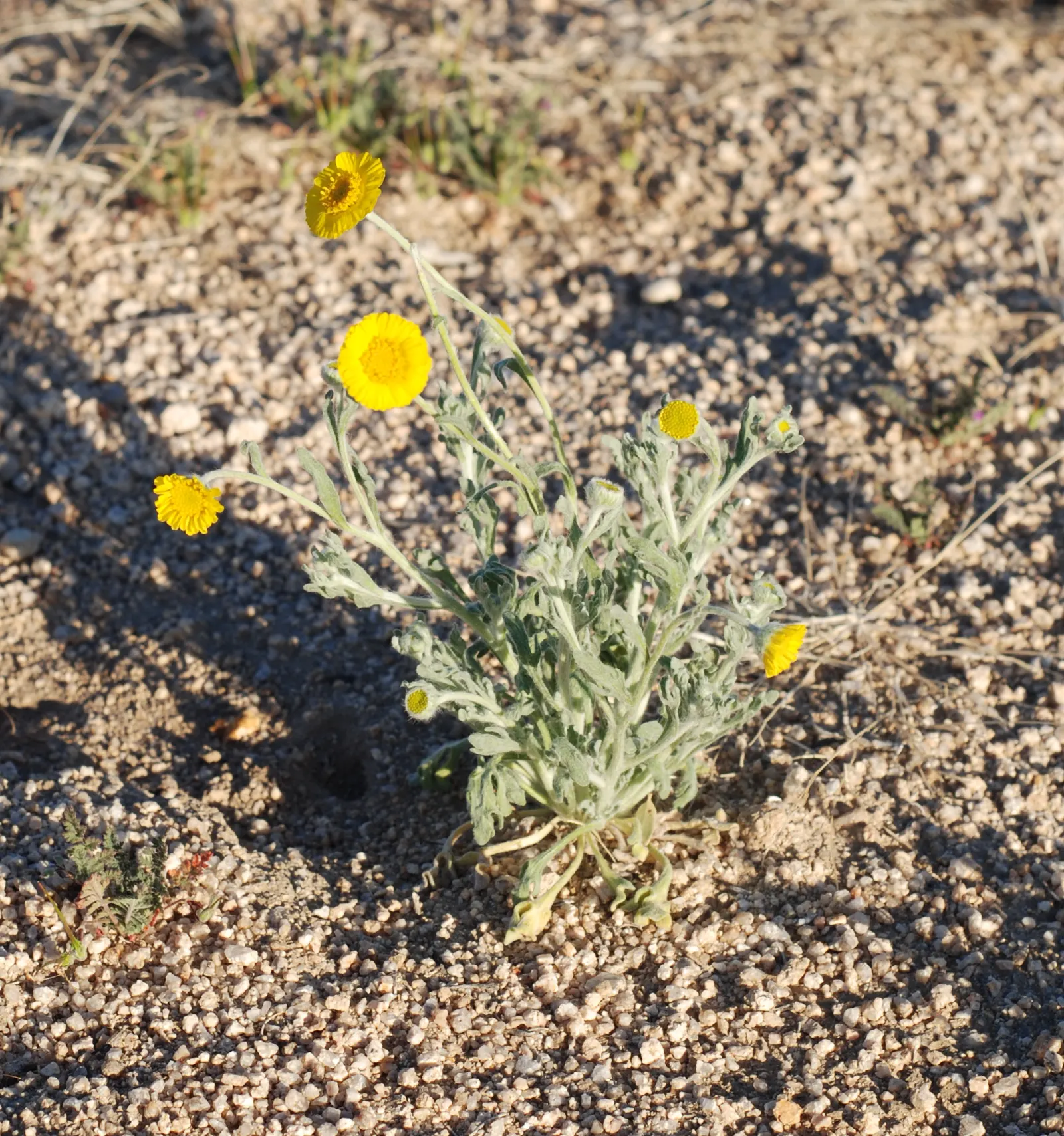 Desert Marigold (Baileya Multiradiata) — Recognizable by its vibrant yellow; as it is intolerant of waterlogged conditions