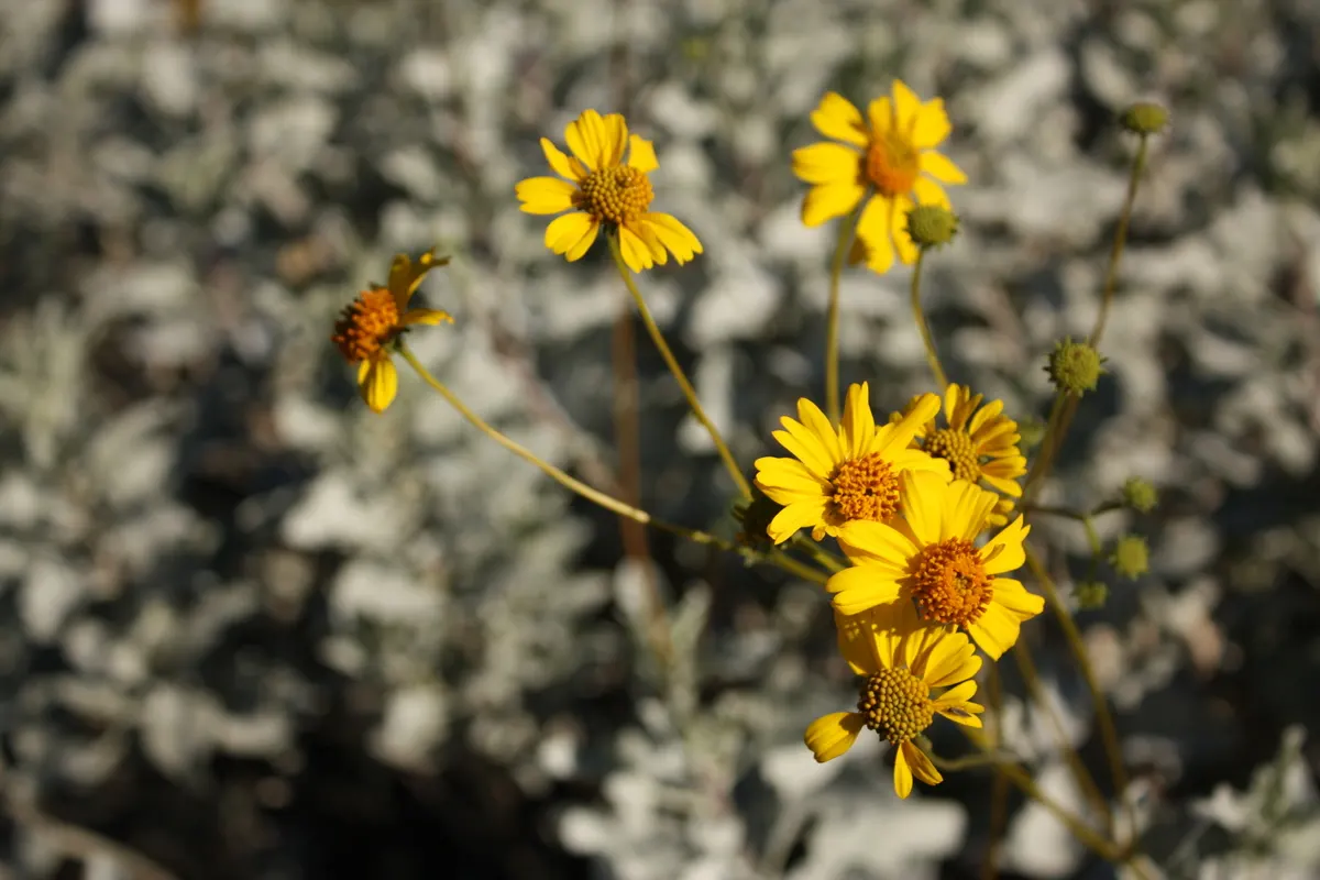 Desert Marigold (Baileya Multiradiata) — It boasts vibrant yellow composite flowers which measure roughly 2 inches across, image 38
