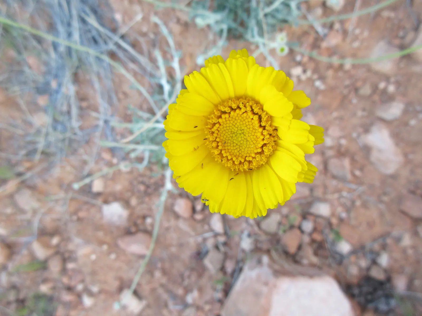 Desert Marigold (Baileya Multiradiata) — the Desert Marigold typically grows to about 12 to 18 inches tall and wide