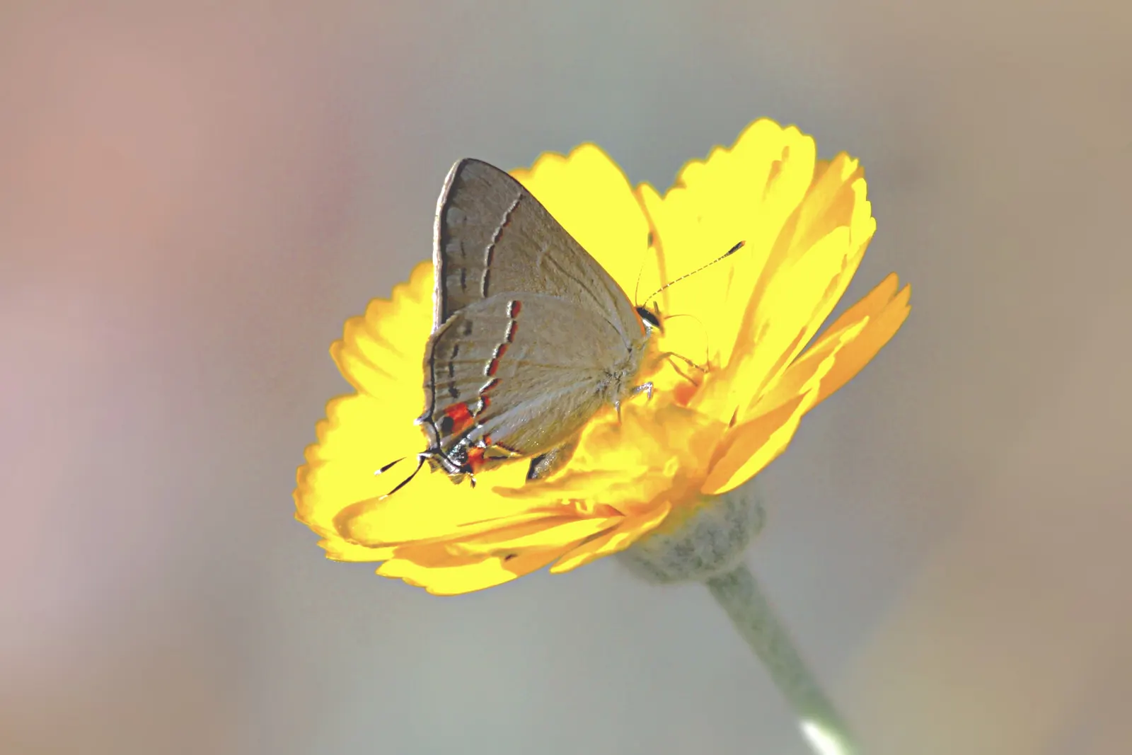 Desert Marigold (Baileya Multiradiata) — perennial with gold and yellow blooms; giving them a silvery appearance
