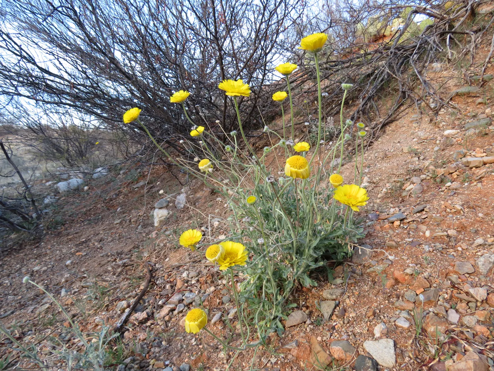 Desert Marigold (Baileya Multiradiata) — gold and yellow flowers in the garden; bright accent in any xeriscape