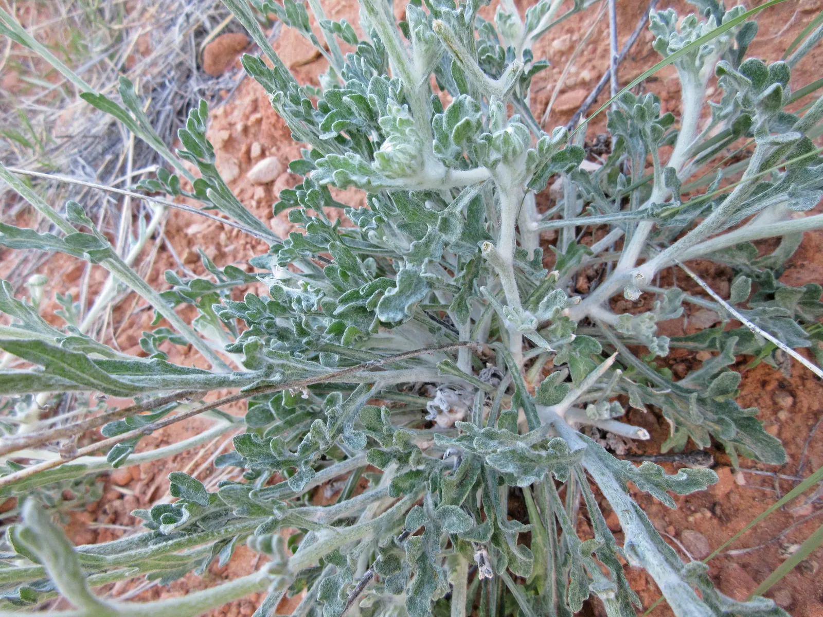 Desert Marigold (Baileya Multiradiata) — It requires minimal supplemental watering once established, embodying the epitome of a low-maintenance plant