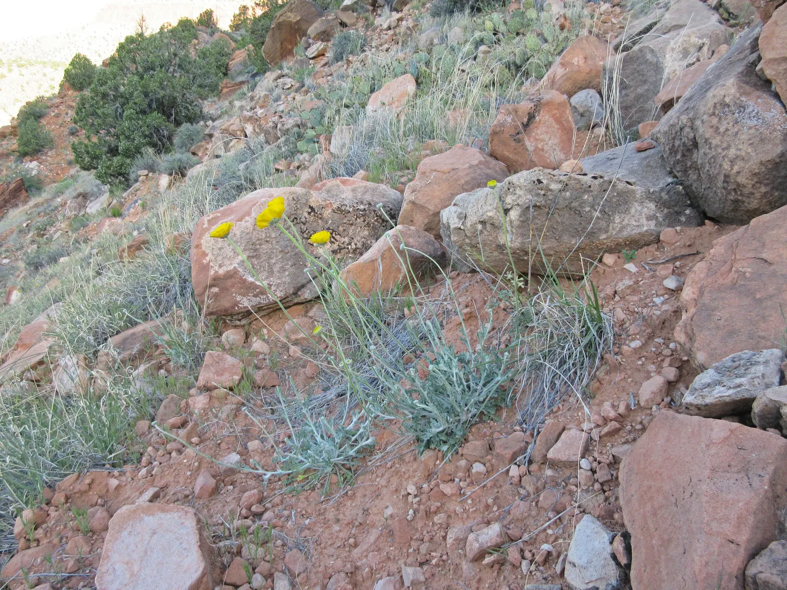 Desert Marigold (Baileya Multiradiata) — perennial for full
