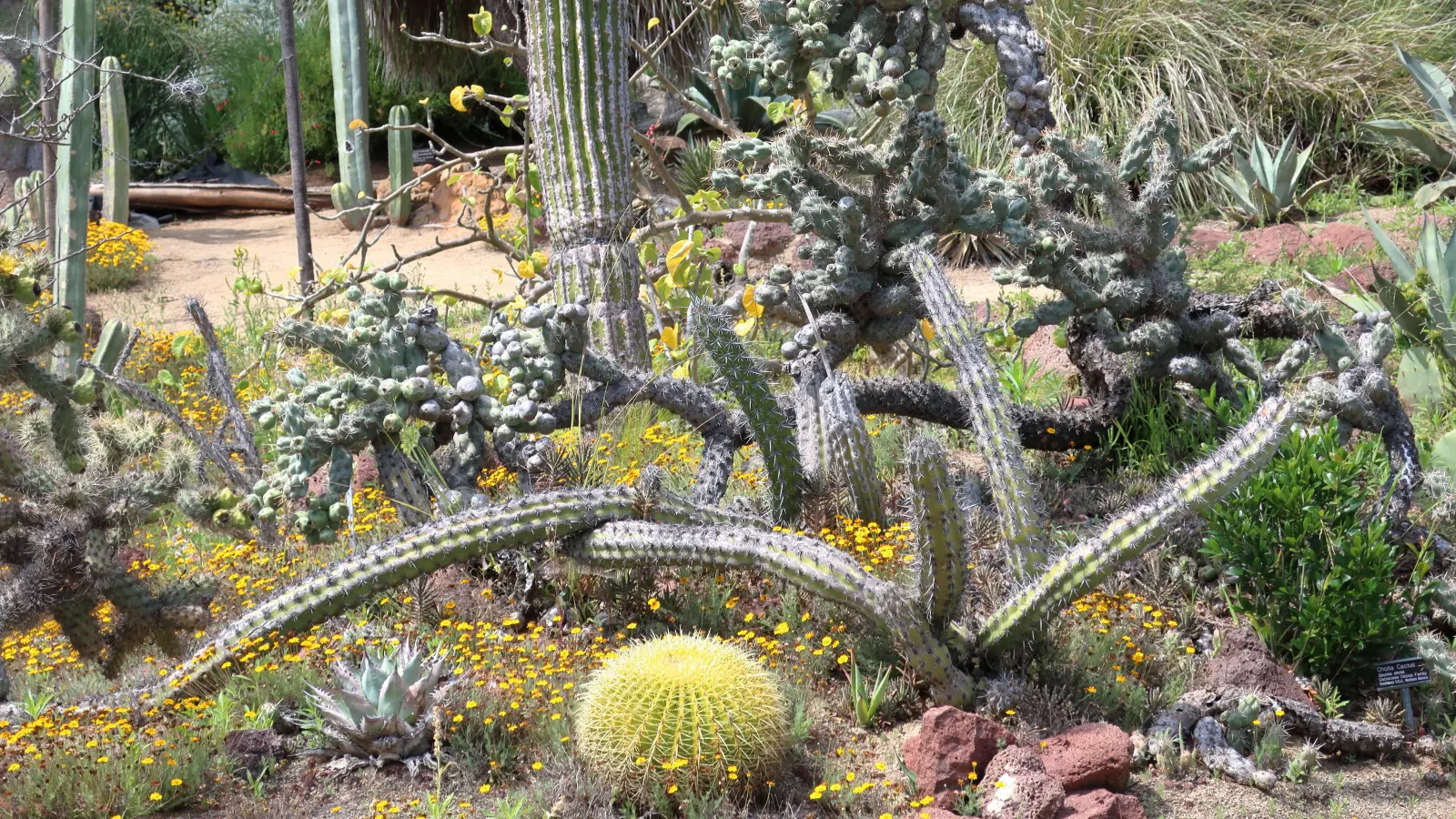 Desert Marigold (Baileya Multiradiata) — grayish-green leaves covered in fine hairs; the recommended spacing for landscape designs is about 15 to, image 64