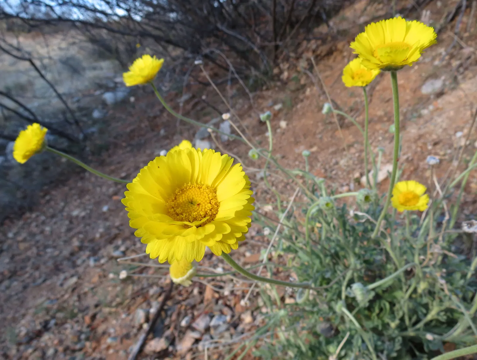 Desert Marigold (Baileya Multiradiata) — thus conserving water.<br><br>Well-drained soil is crucial for the Desert Marigold; this adaptations help to reflect