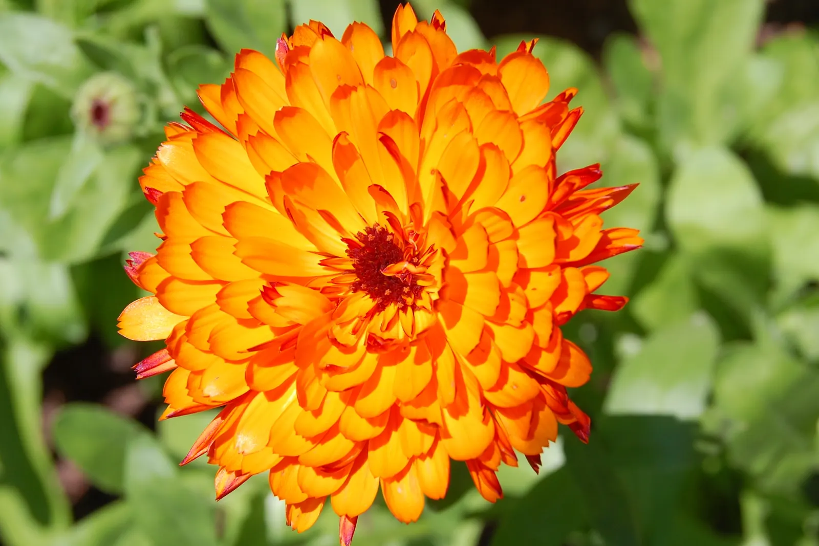 Desert Marigold (Baileya Multiradiata) — more formally known as Baileya multiradiata