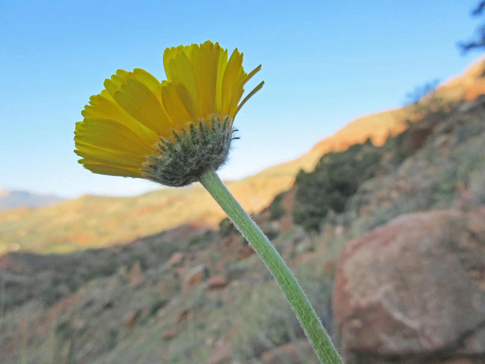 Desert Marigold (Baileya Multiradiata) — grayish-green leaves covered in fine hairs