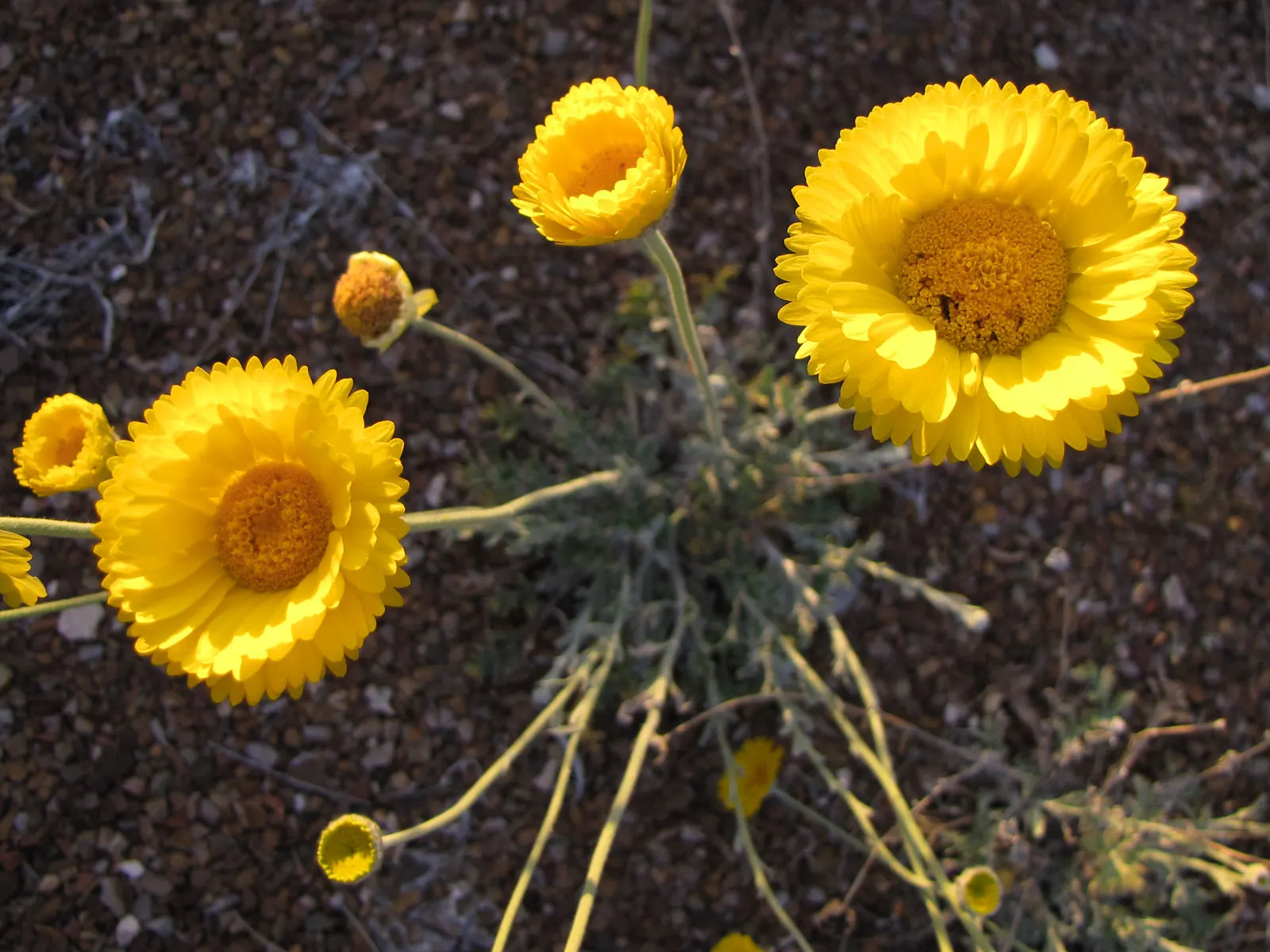 Desert Marigold (Baileya Multiradiata) — Prefers well-draining soils and thrives in USDA zones 5-10; grayish-green leaves covered in fine hairs, image 56