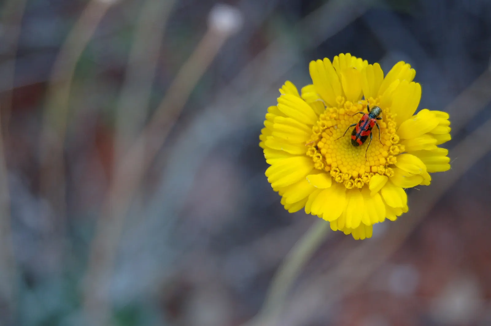 Desert Marigold (Baileya Multiradiata) — serving as a low-maintenance; which extends from early spring through fall, image 57