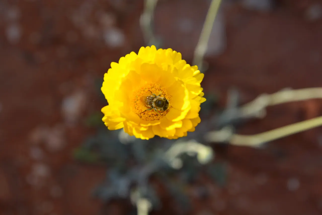 Desert Marigold (Baileya Multiradiata) — thus conserving water.<br><br>Well-drained soil is crucial for the Desert Marigold