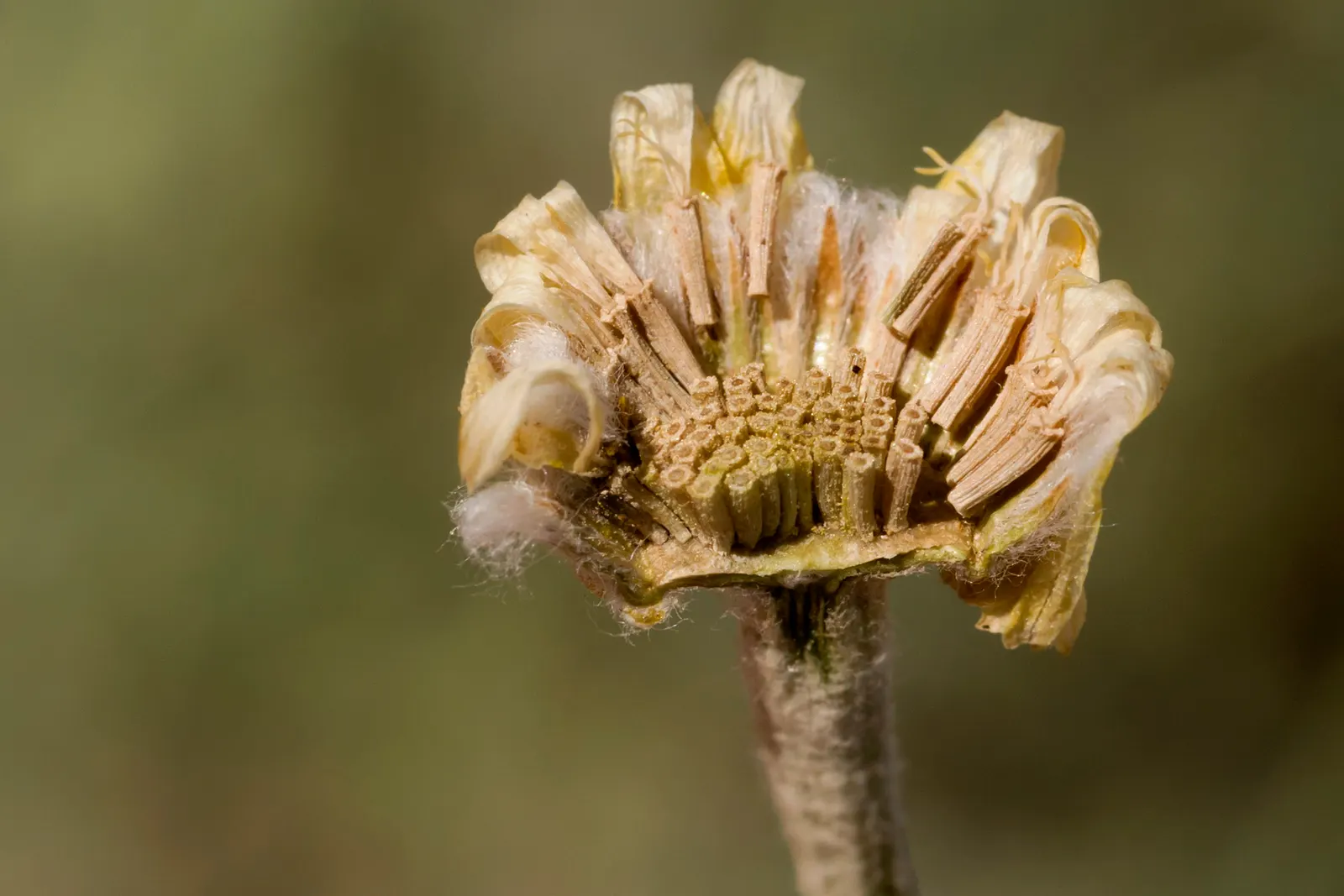 Desert Marigold (Baileya Multiradiata) — grayish-green leaves covered in fine hairs; the recommended spacing for landscape designs is about 15 to 18 inches