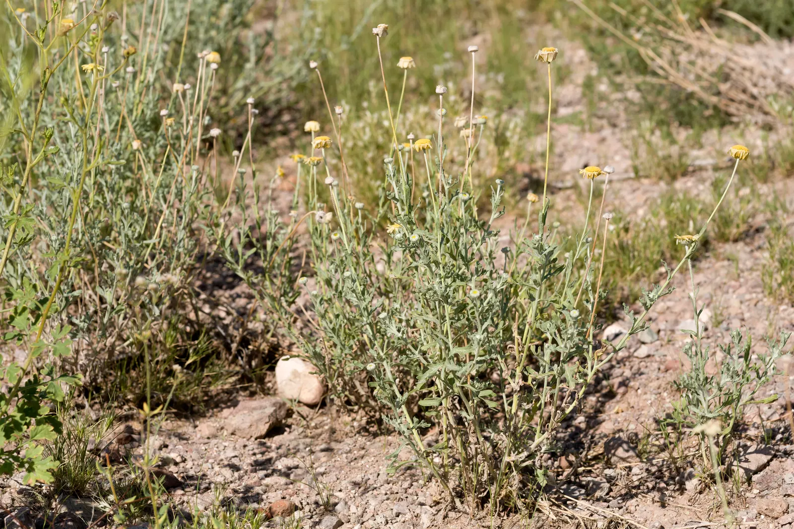 Desert Marigold (Baileya Multiradiata) — more formally known as Baileya multiradiata; is a perennial wildflower endemic to the arid deserts of the, image 59