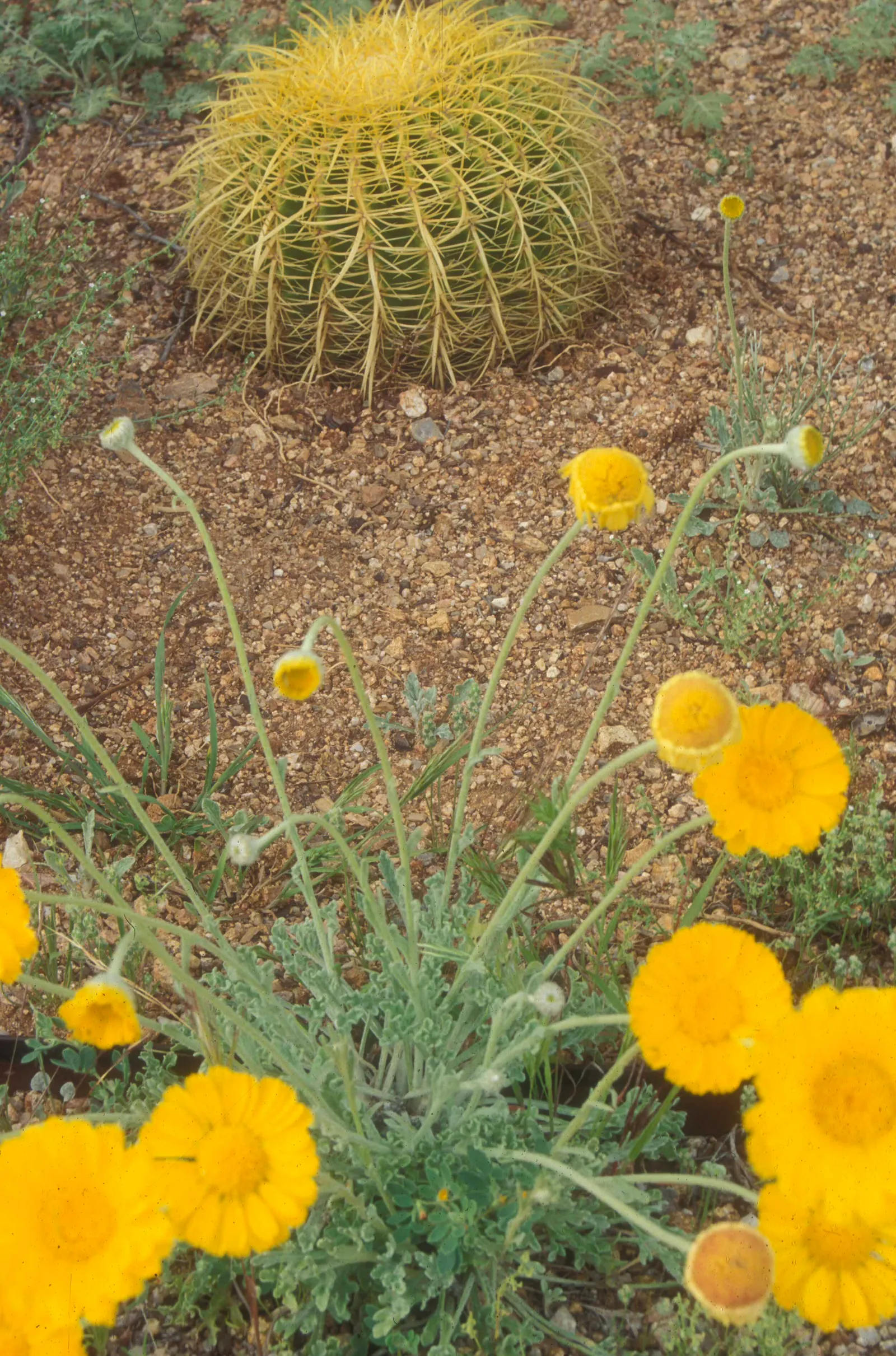 Desert Marigold (Baileya Multiradiata) — it stands at a modest height of 12-18 inches with a similar spread; perennial for full