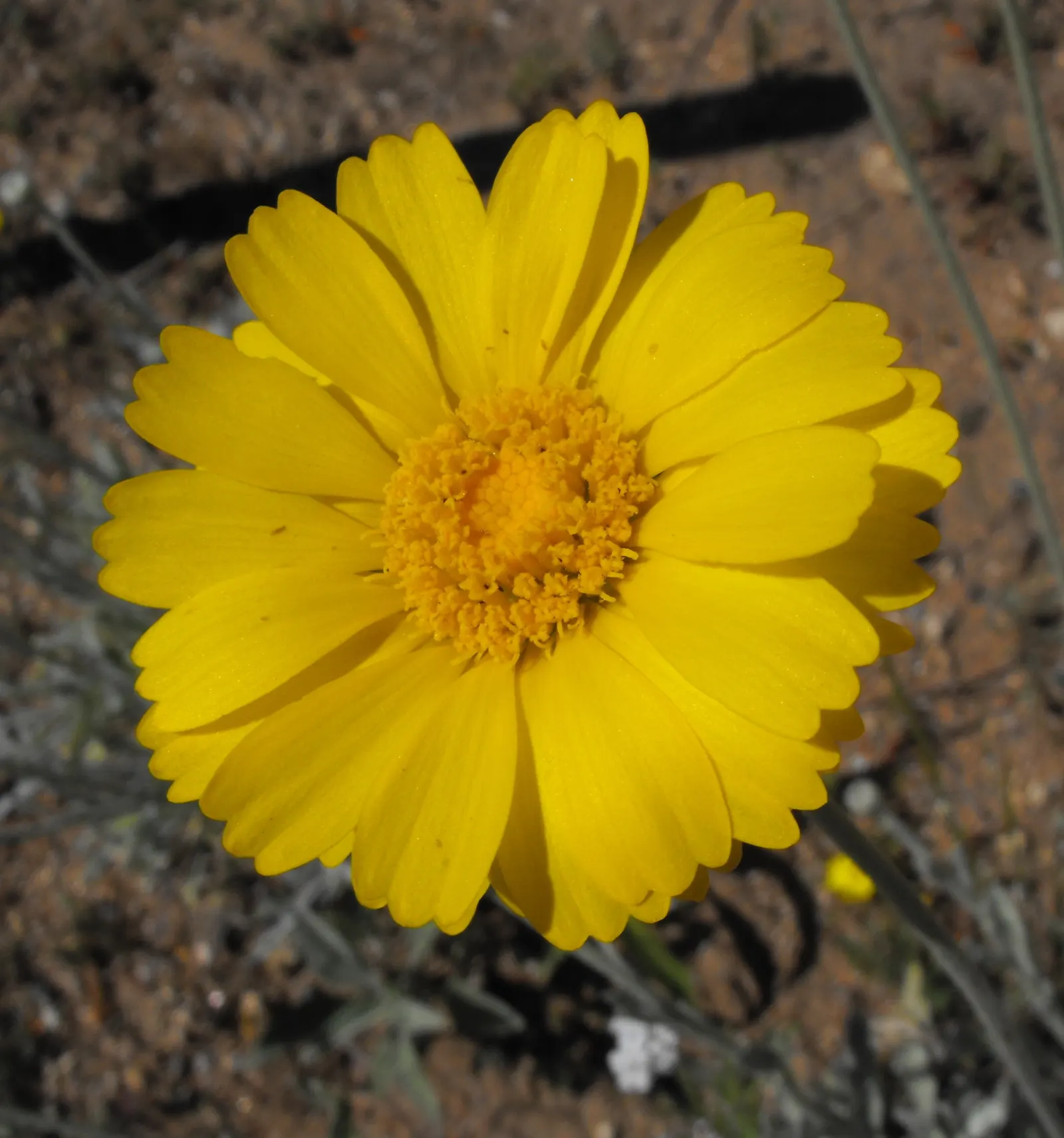 Desert Marigold (Baileya Multiradiata) — bright accent in any xeriscape