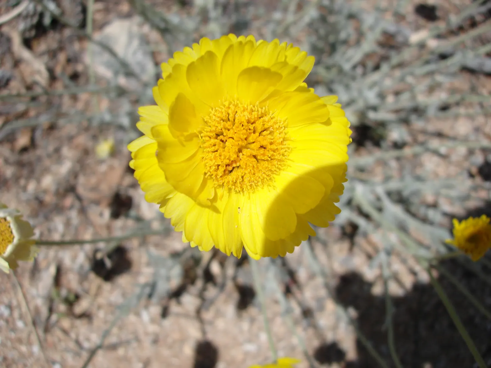 Desert Marigold (Baileya Multiradiata) — gold and yellow flowers in the garden