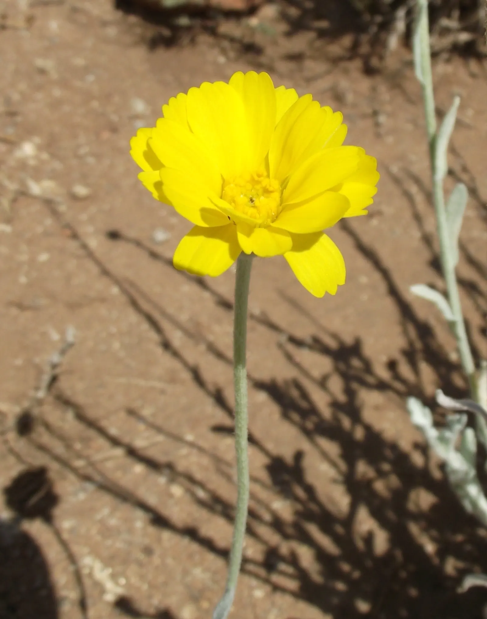 Desert Marigold (Baileya Multiradiata) — as it is intolerant of waterlogged conditions; gold and yellow flowers in the garden, image 68