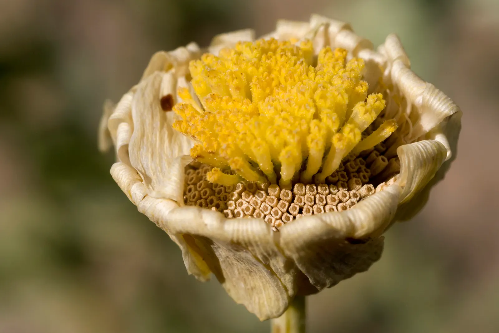 Desert Marigold (Baileya Multiradiata) — The recommended spacing for landscape designs is about 15 to 18 inches apart; the Desert Marigold typically grows to