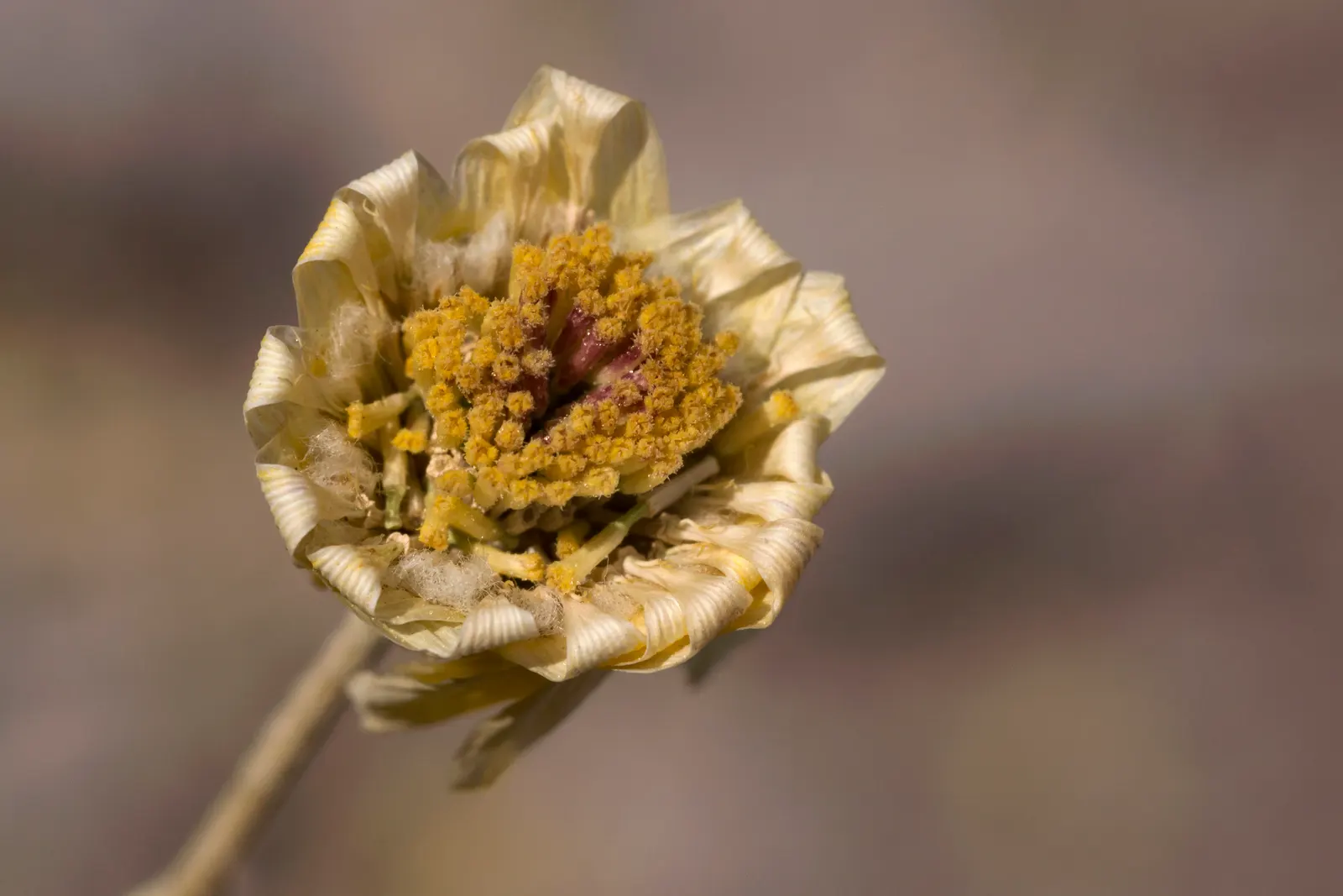 Desert Marigold (Baileya Multiradiata) — Recognizable by its vibrant yellow; as it is intolerant of waterlogged conditions, image 53