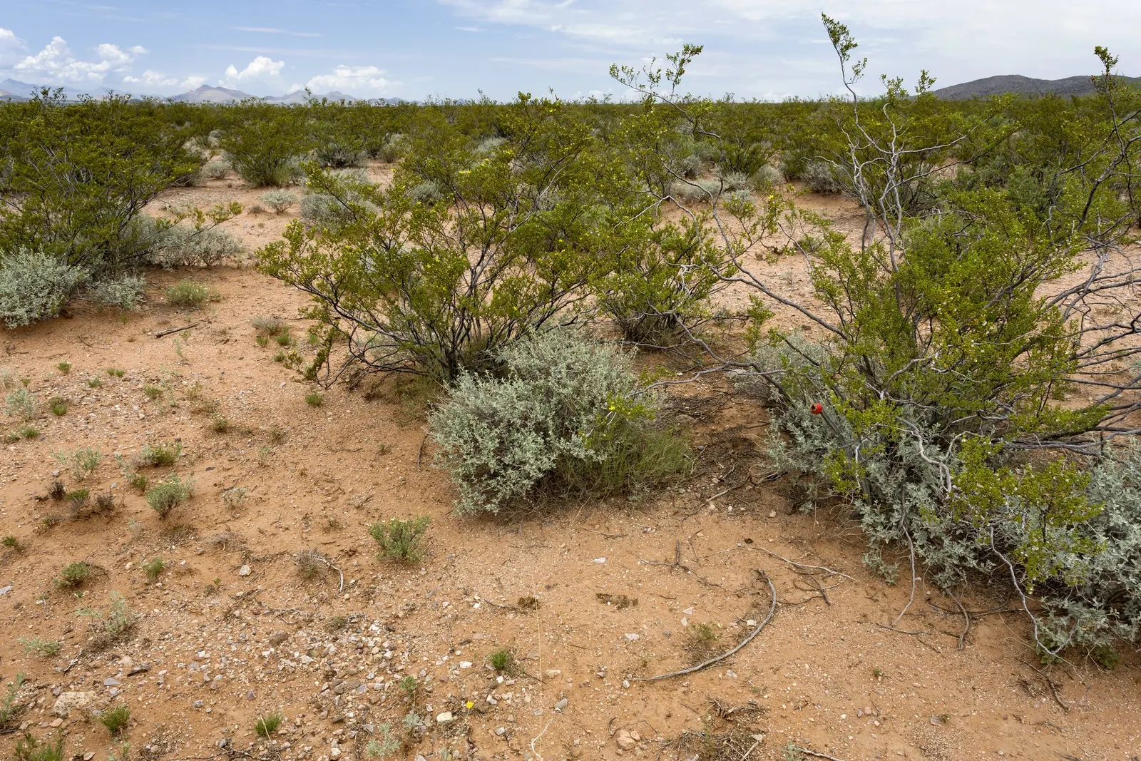 Desert Marigold (Baileya Multiradiata) — Desert Marigold (Baileya multiradiata) is a drought-tolerant perennial; it stands at a modest height of 12-18 inches